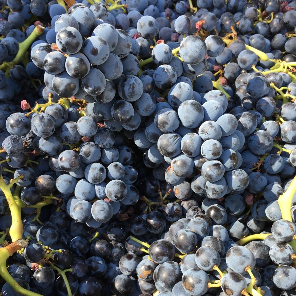 BV 2018 Grenache Columbia Gorge Frozen Grape Must Brehm Vineyards