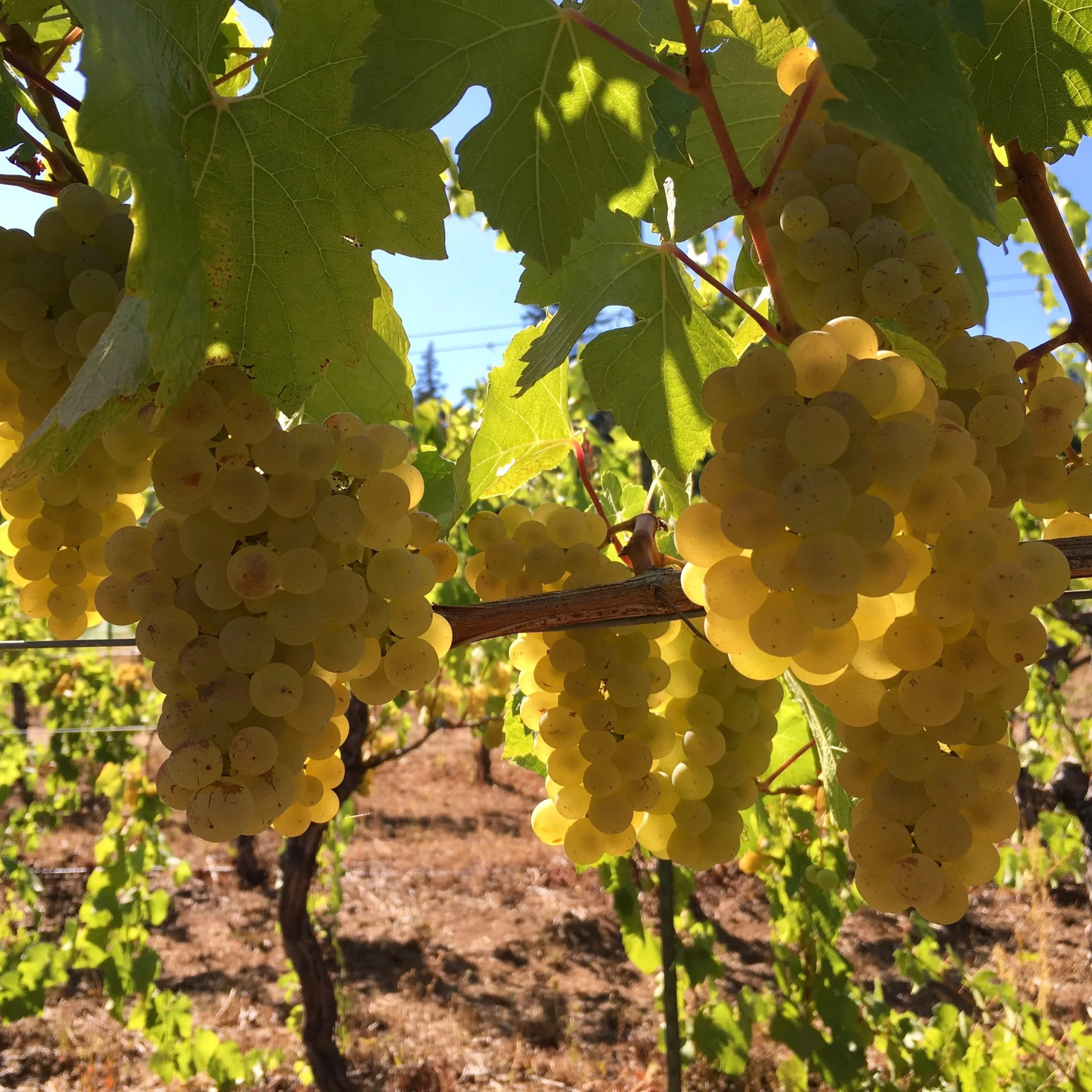 Shop — Wine Grapes Direct