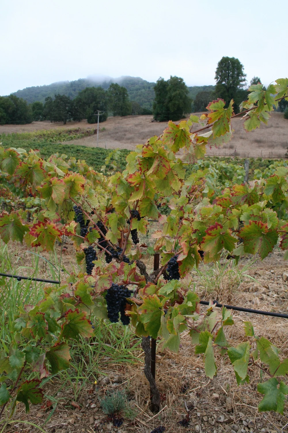 5 gallon old vine zinfandel grape must sonoma — Wine Grapes Direct