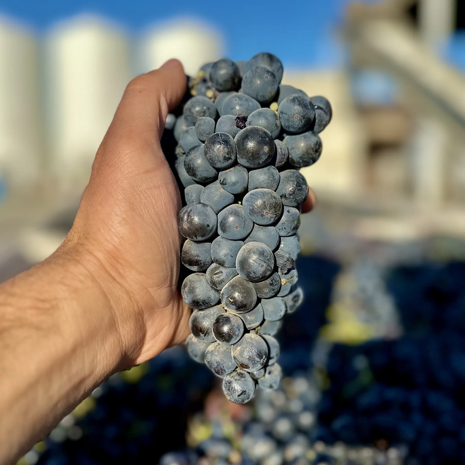 2023 Lodi Ancient Vine Zinfandel Frozen Grape Must — Wine Grapes