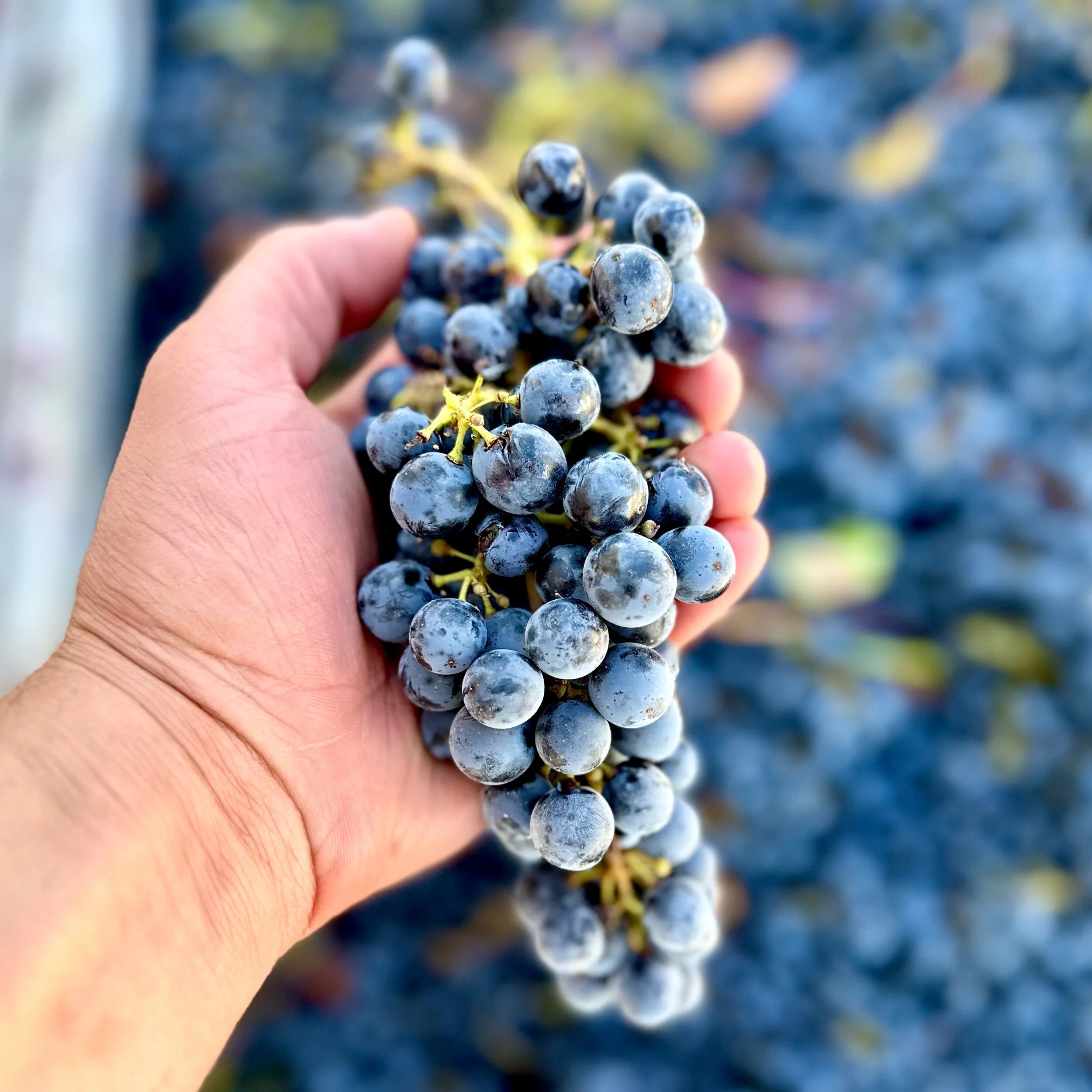 2022 Red Mountain Cabernet Franc Frozen Grape Must Wine Grapes Direct