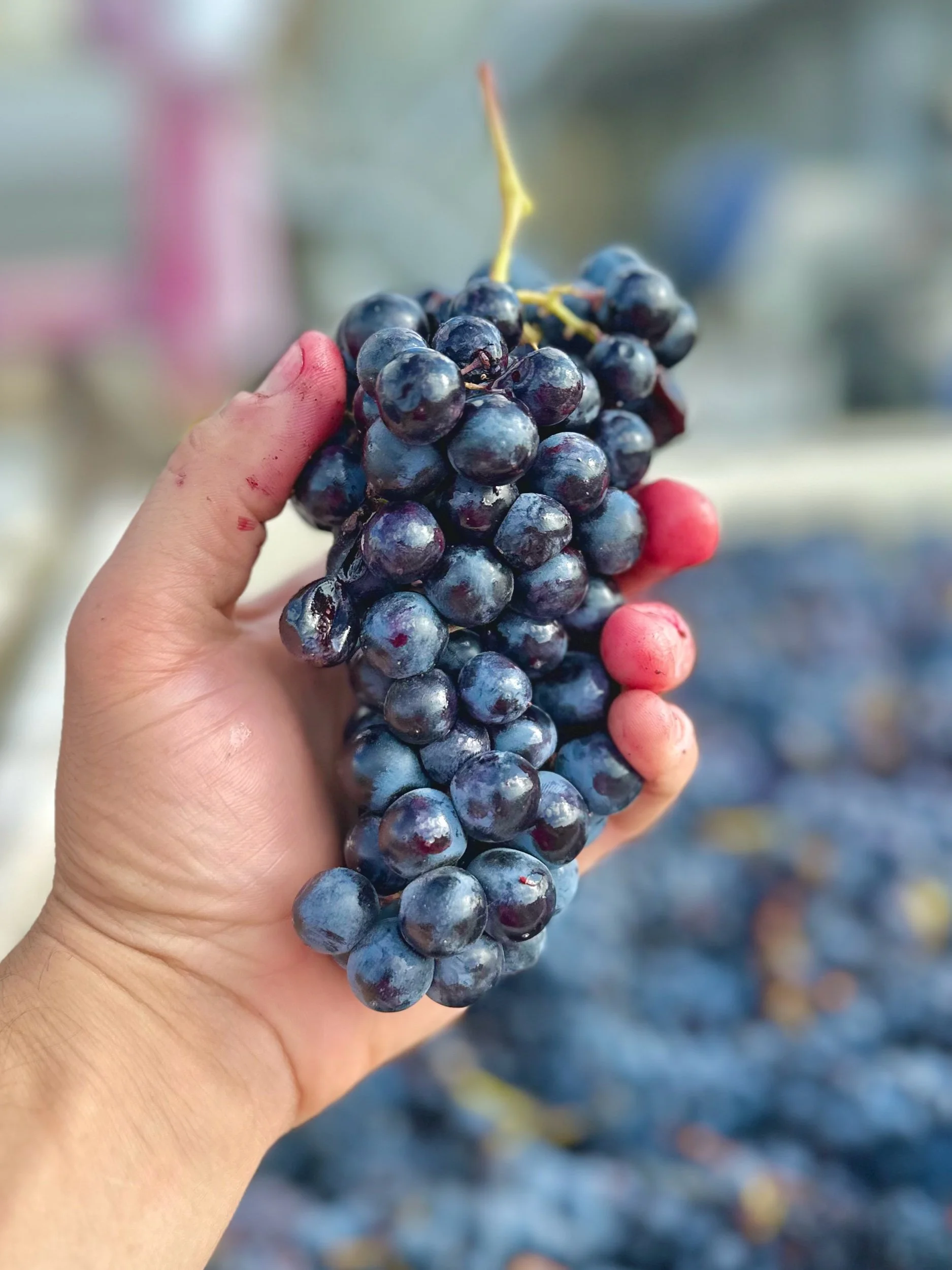 Pre-Order 2025 Mourvèdre – Contra Costa Ancient Vine Frozen Grape Must