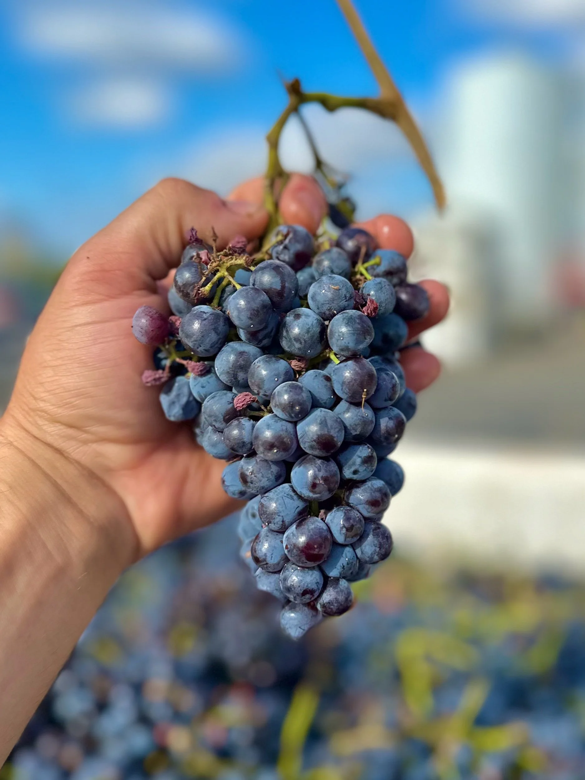 Pre-Order 2025 Grenache – Contra Costa Frozen Grape Must