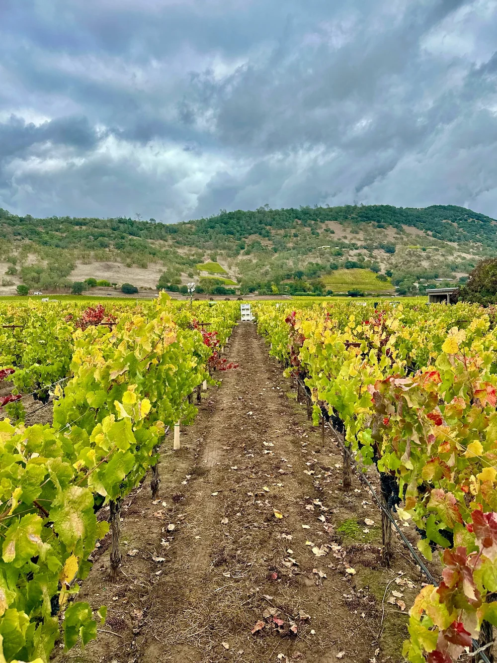 Buy 2025 Rutherford Petit Verdot Frozen Grape Must | Top 10 Napa
