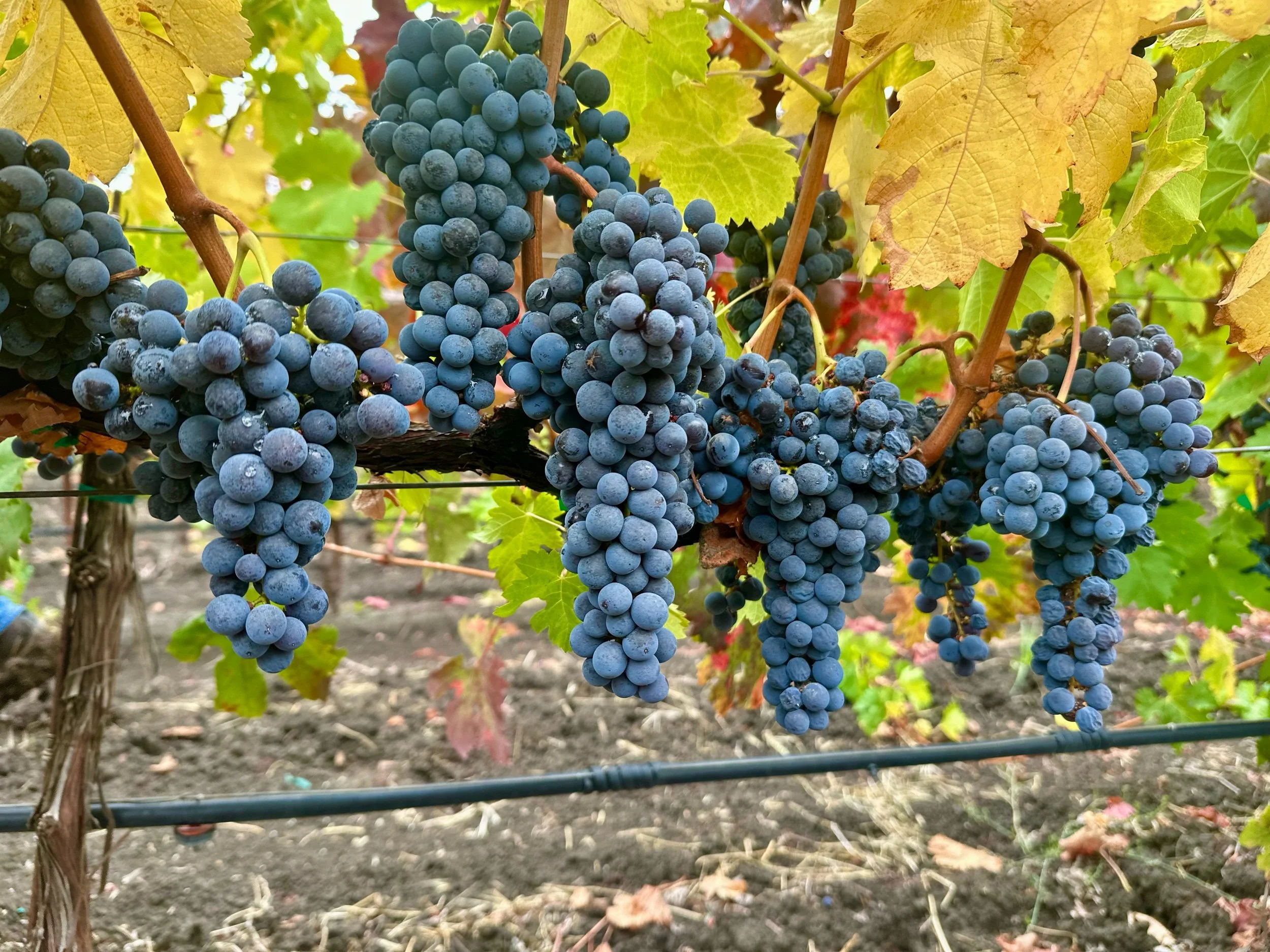 Pre-Order 2025 Merlot – Napa Valley, Rutherford AVA Grape Must