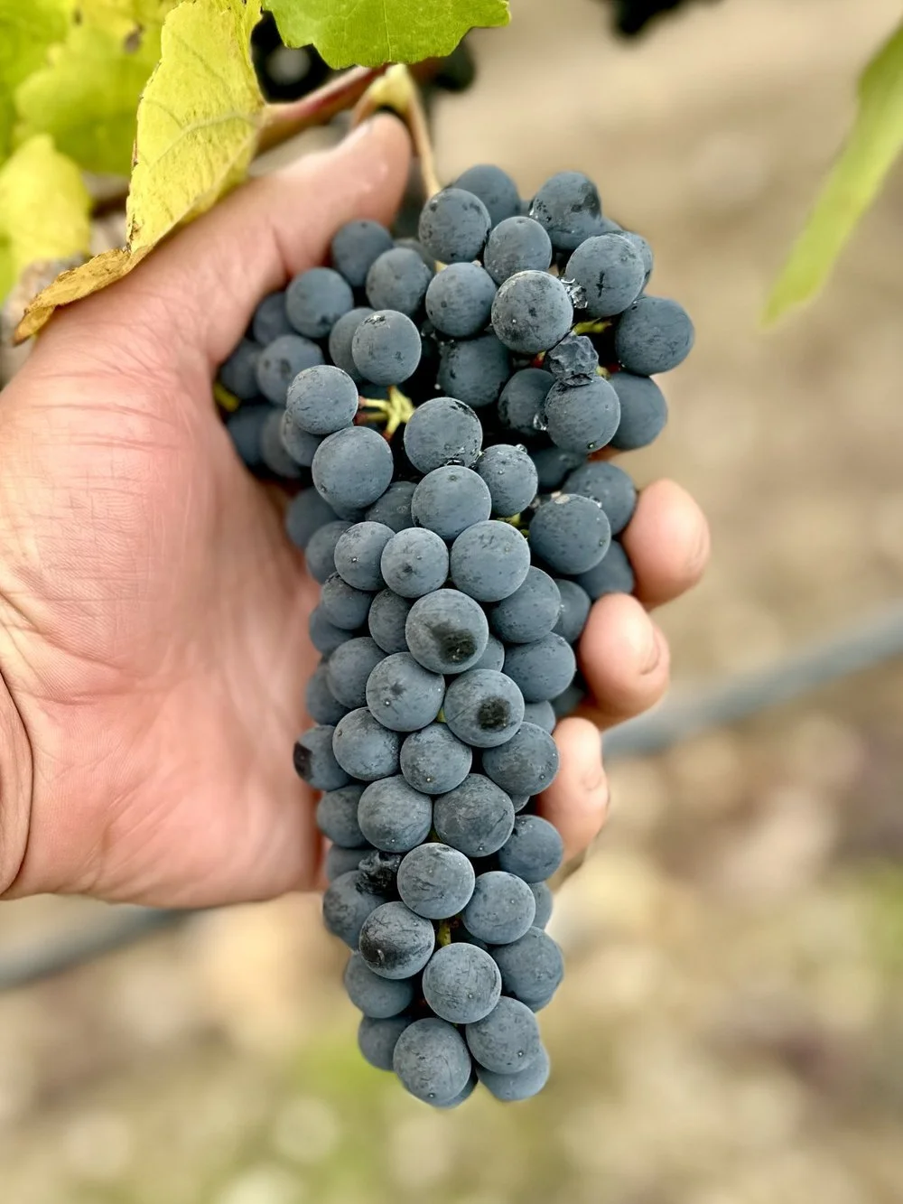 Making the 2025 Rutherford Petite Verdot – Winemaker Guide