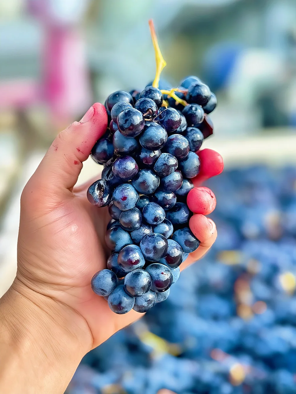 grape 2025 Mourvèdre – Contra Costa Ancient Vine Frozen Grape Must