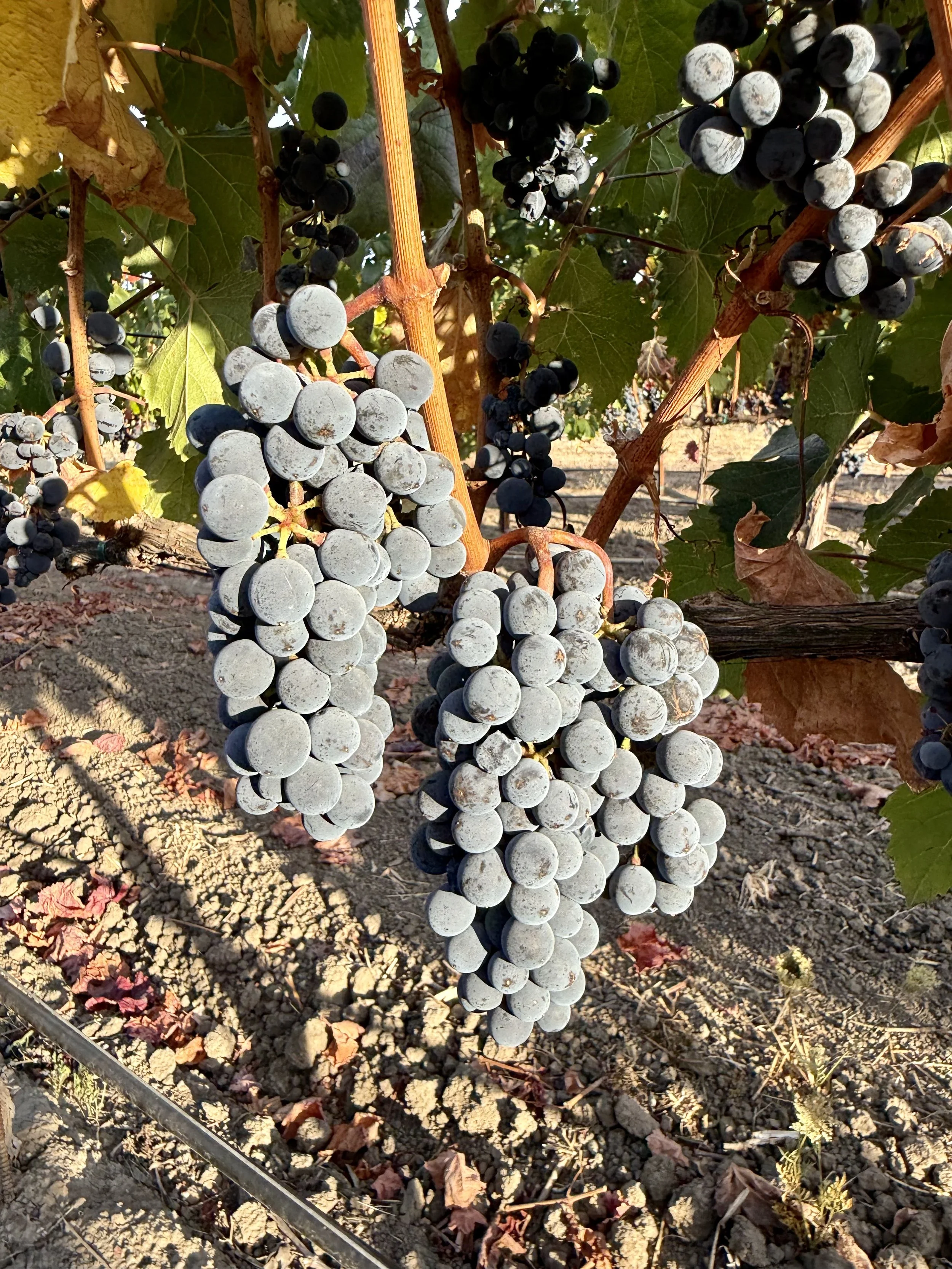 26Malbec4.jpeg