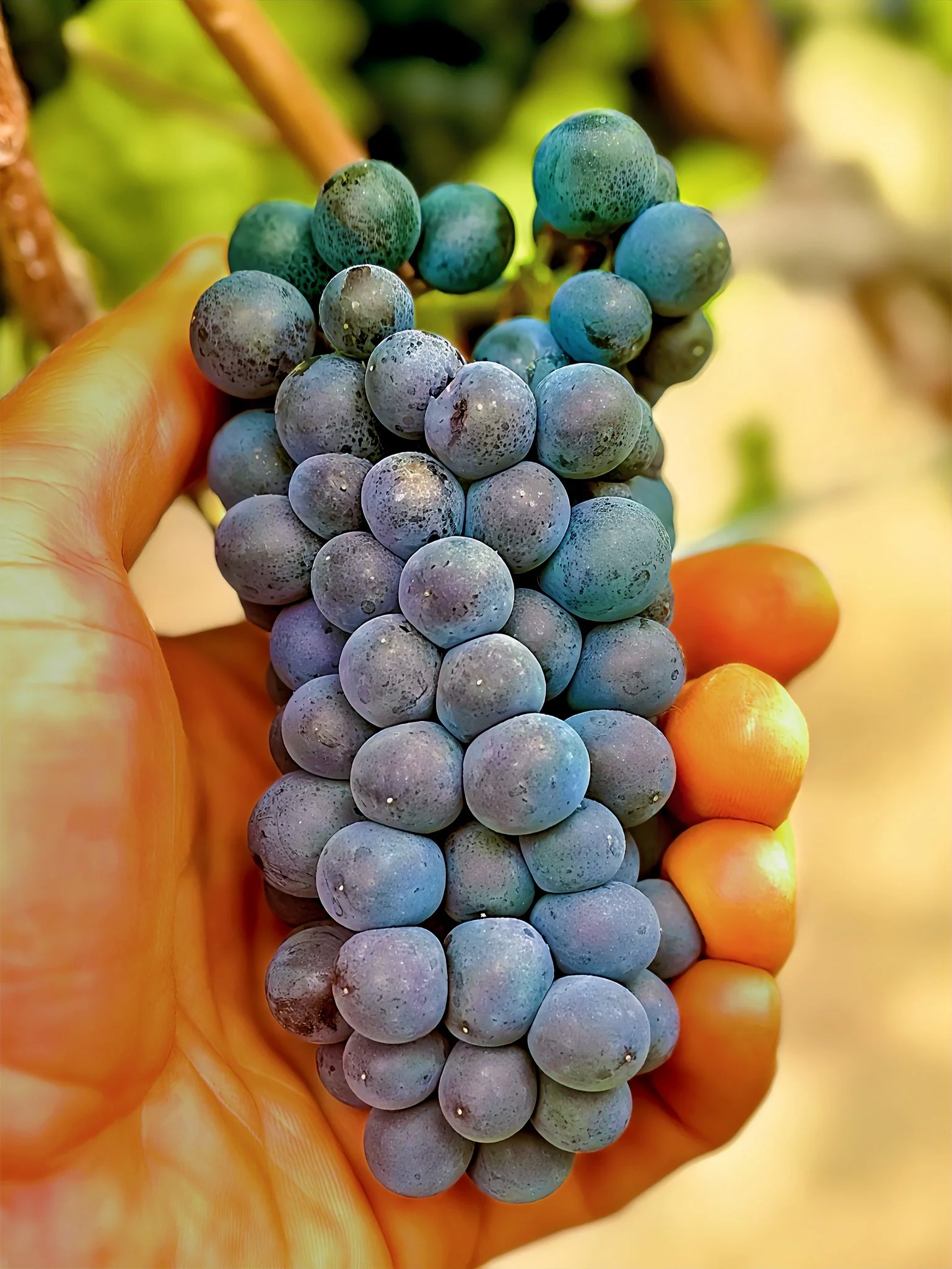 2026 Pinot Noir – Willamette Valley, Ribbon Ridge AVA Grape Must