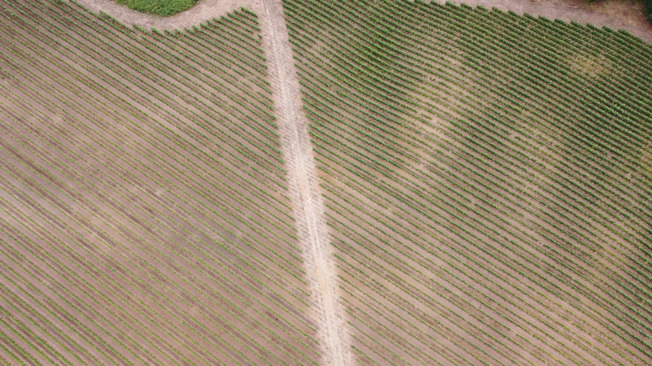 DJI_0262.jpeg