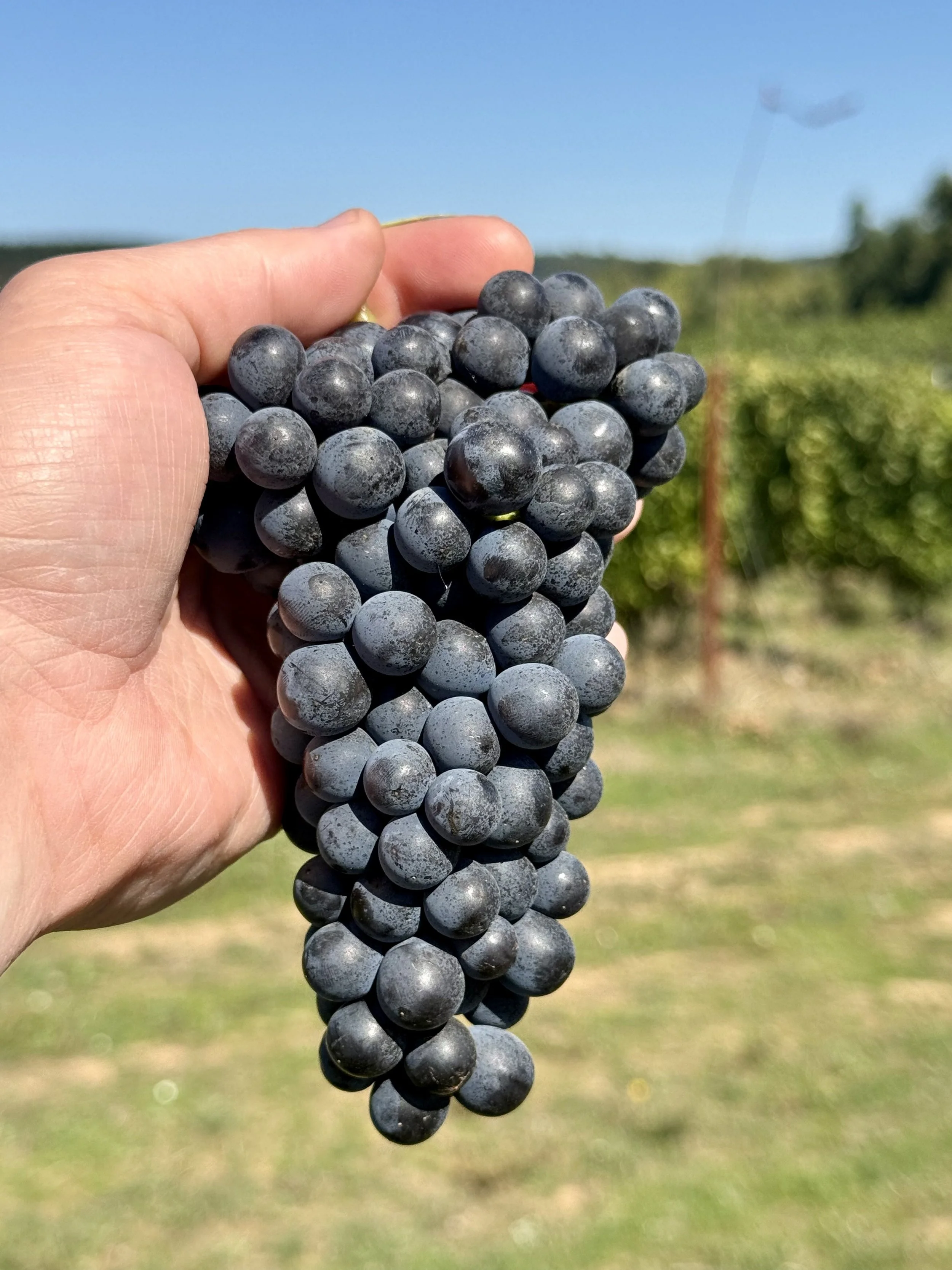 2026 Certified Organic Gamay – Willamette Valley, Mount Pisgah, Polk County, Oregon AVA Grape Must
