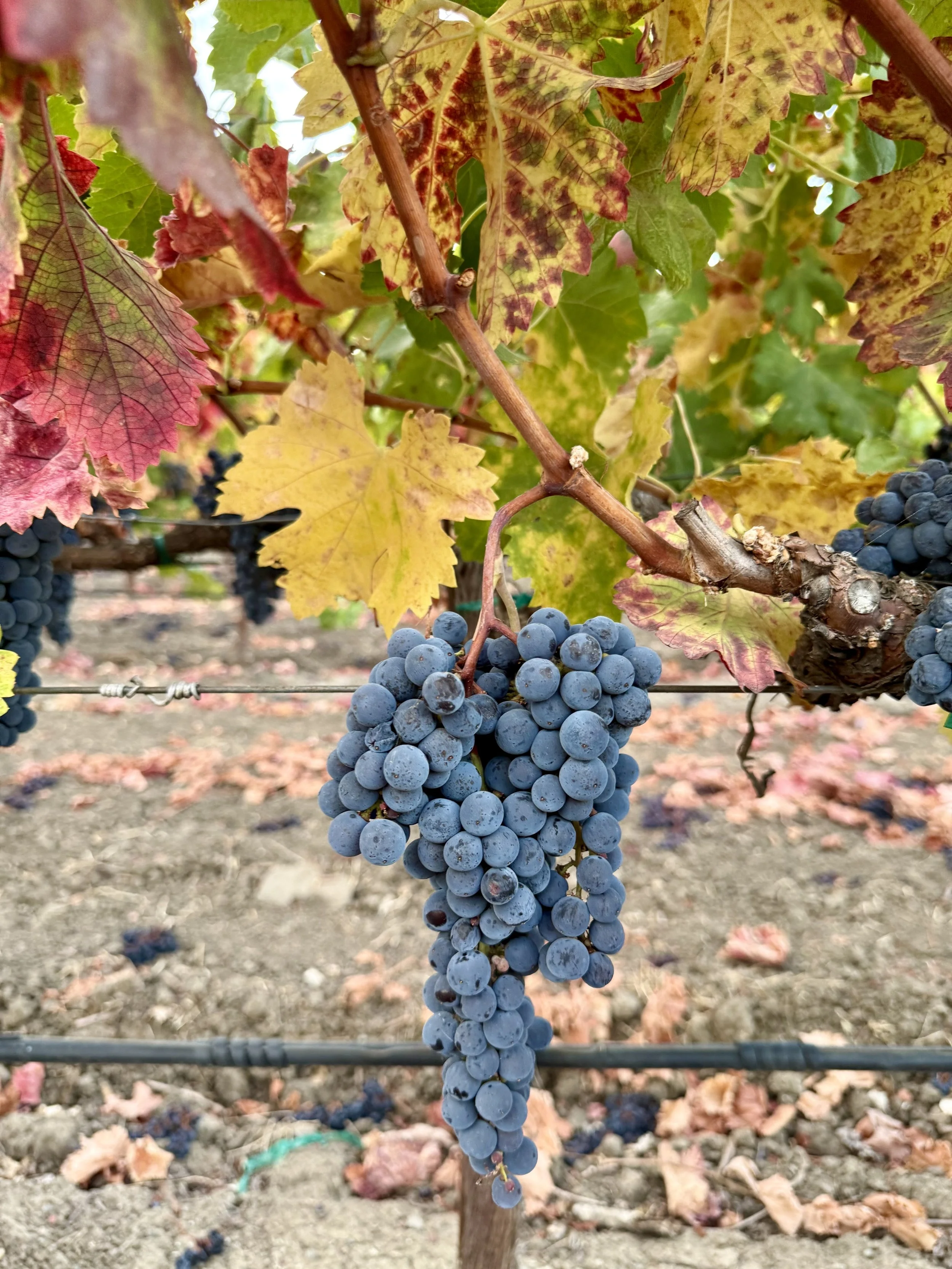 26merlot4.jpeg
