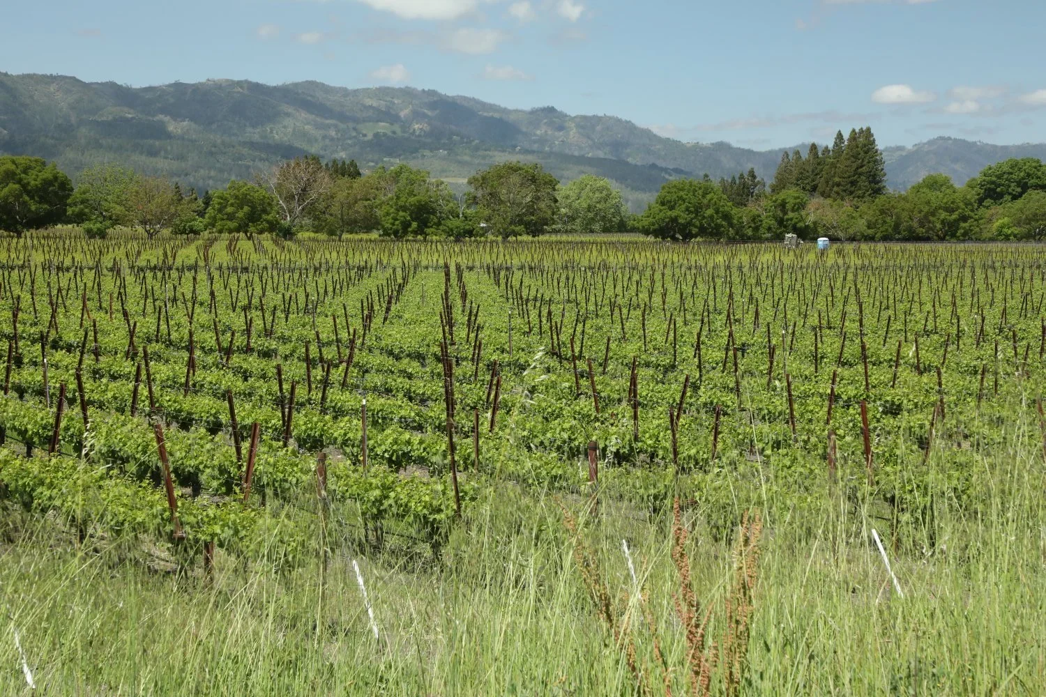 Scarlett-Wines-Napa-Valley-5.webp