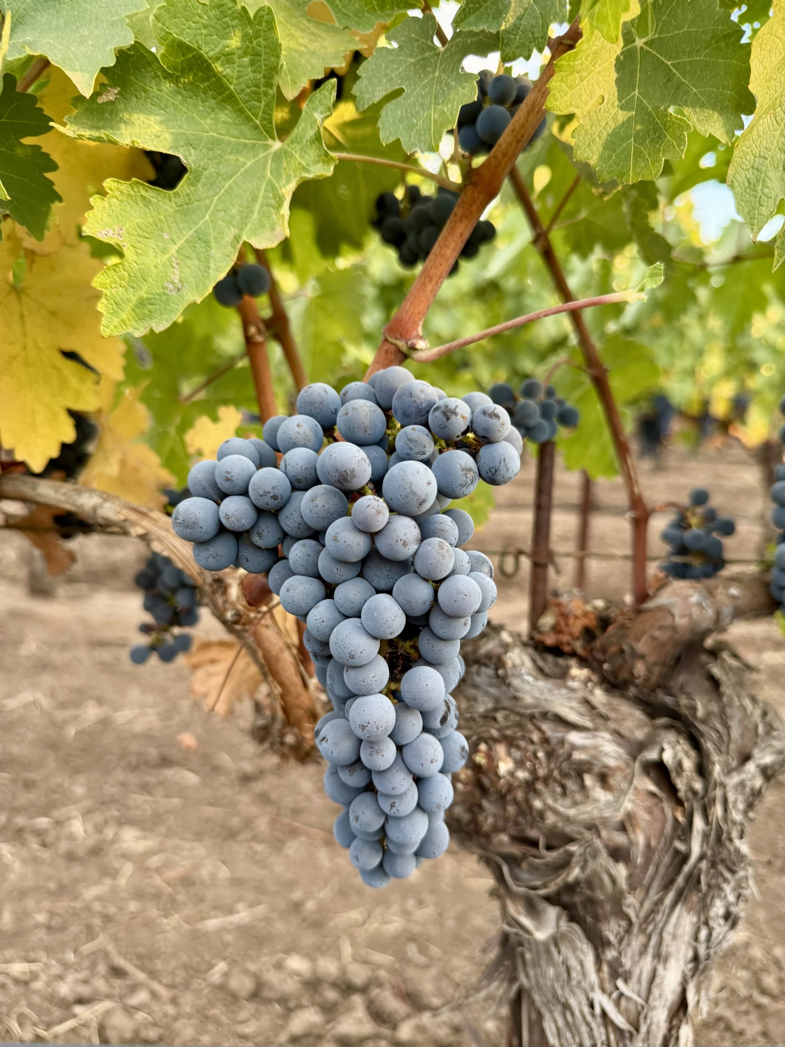 Pre-Order 2026 Cabnernet Sauvignon – Alsace Vineyard, Napa Valley, Rutherford AVA Grape Must