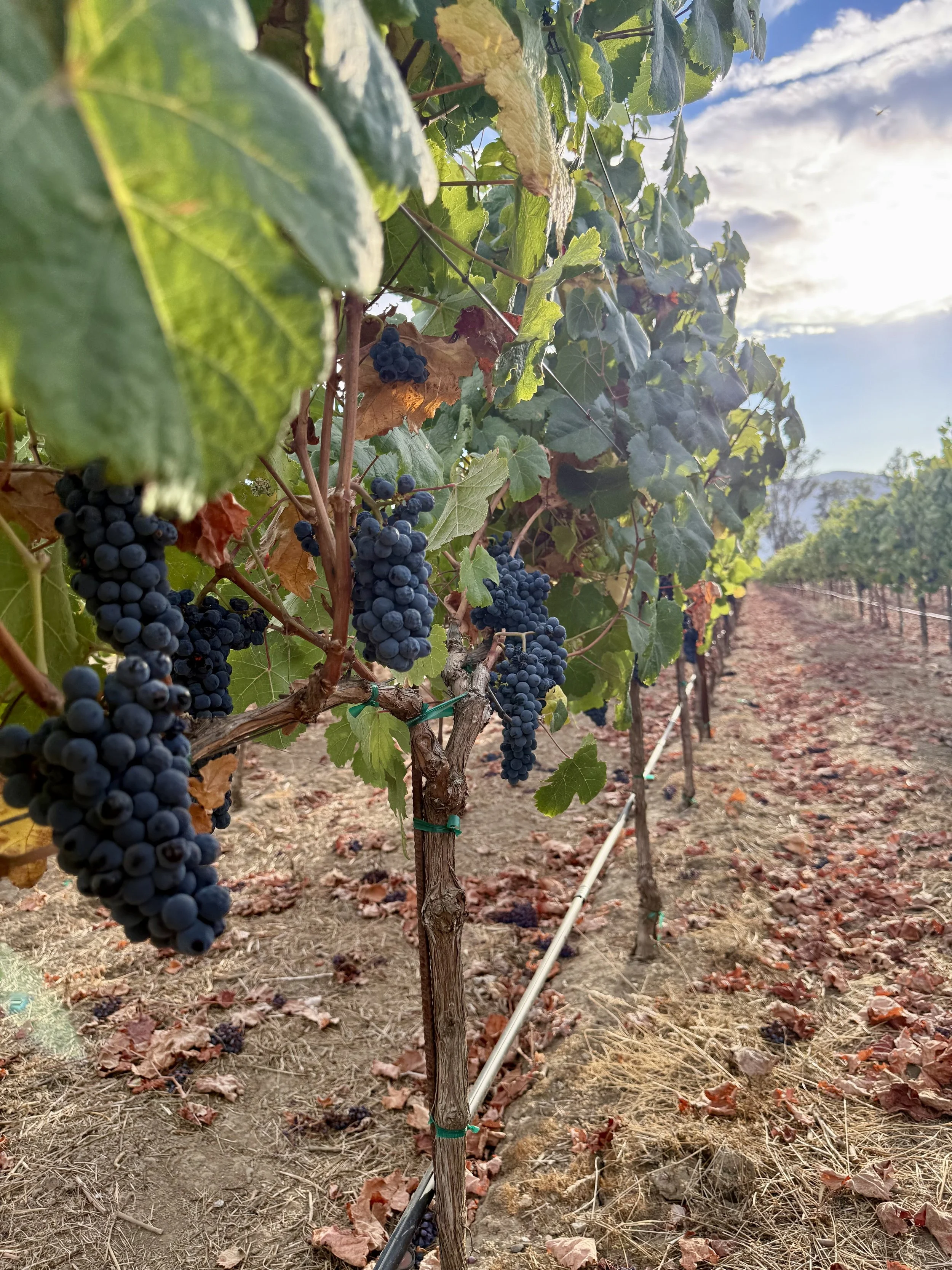 Tannat vine carrying multiple mature blue-black clusters on a vineyard row at Heritage Vineyard