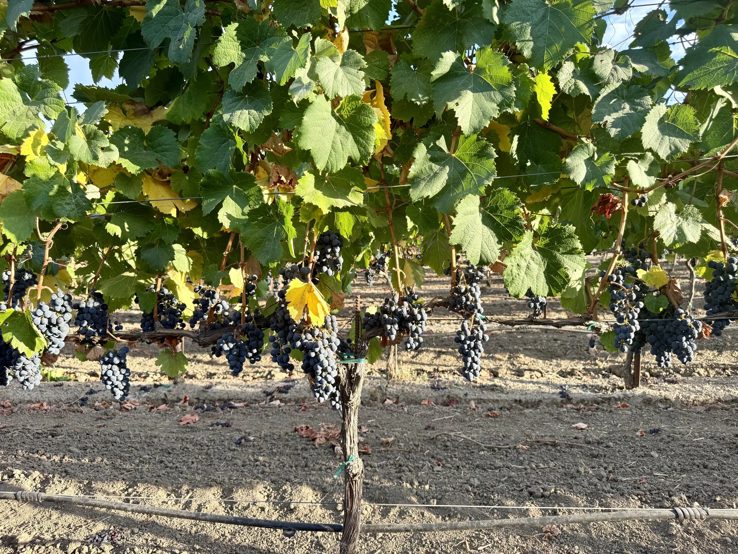 26Malbec1.jpeg