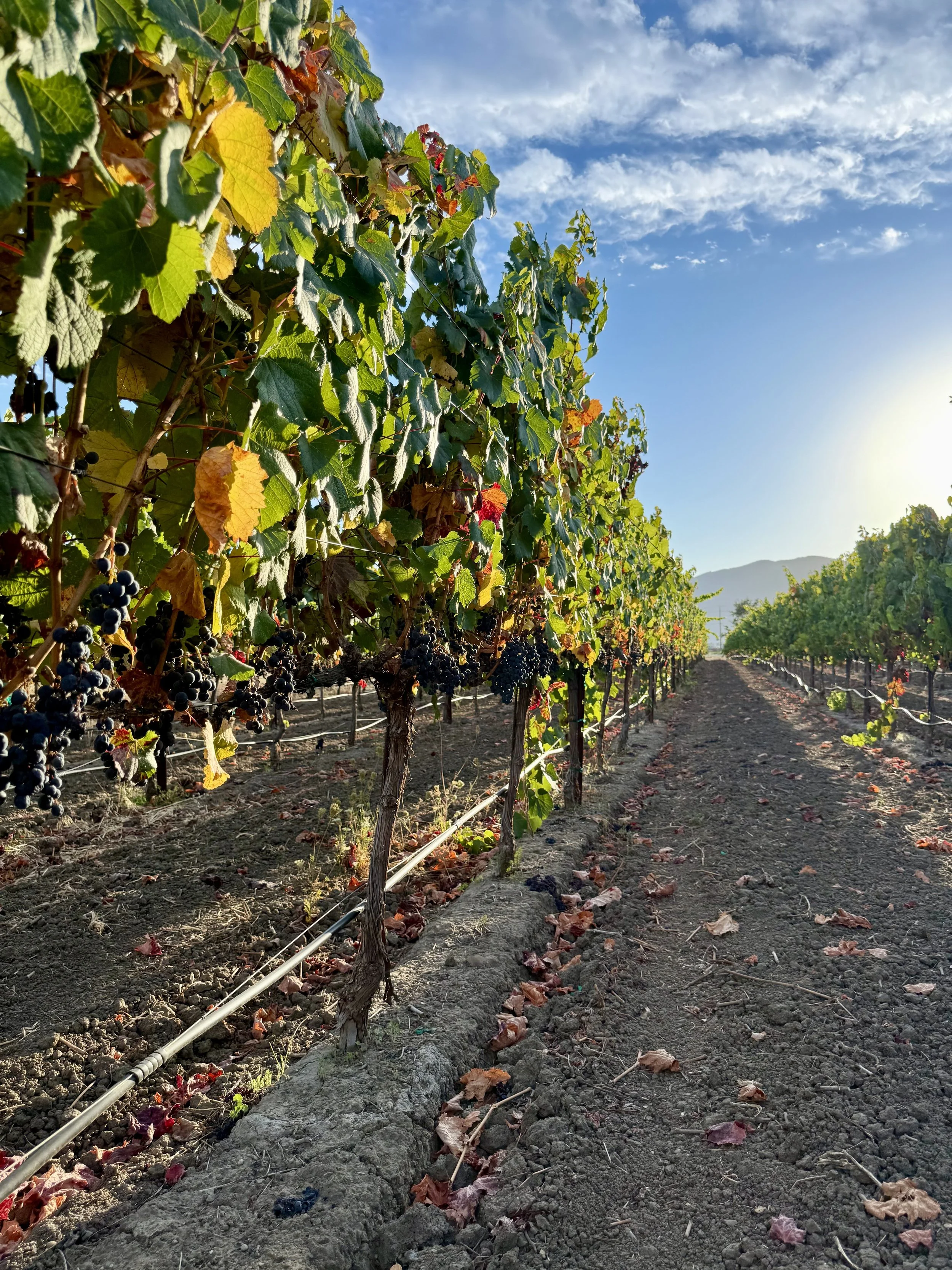 Pre-Order 2026 Malbec – Napa Valley, Rutherford AVA Grape Must