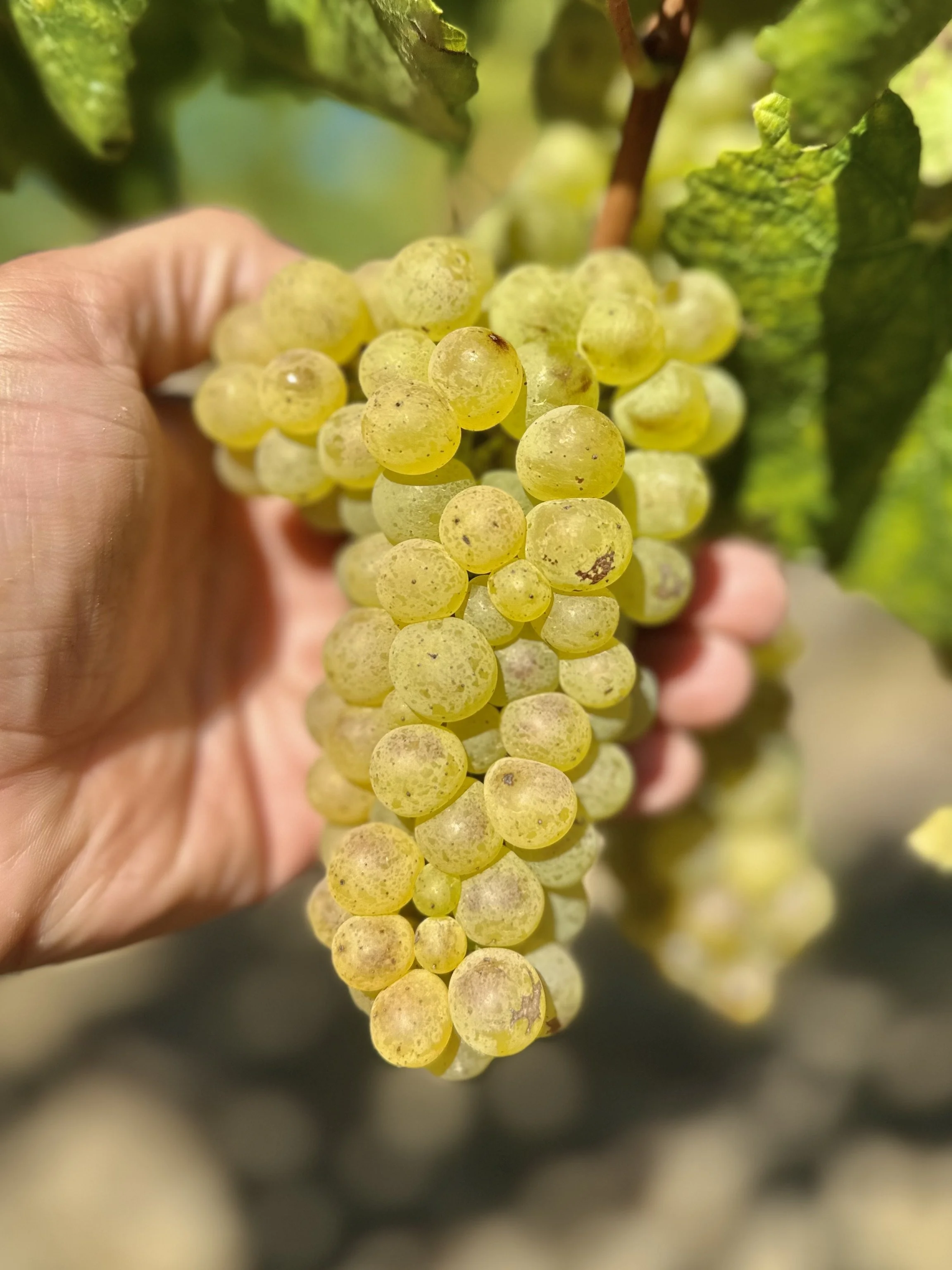 Pre-Order 2025 Chardonnay - Sonoma Coast Frozen Grape Juice