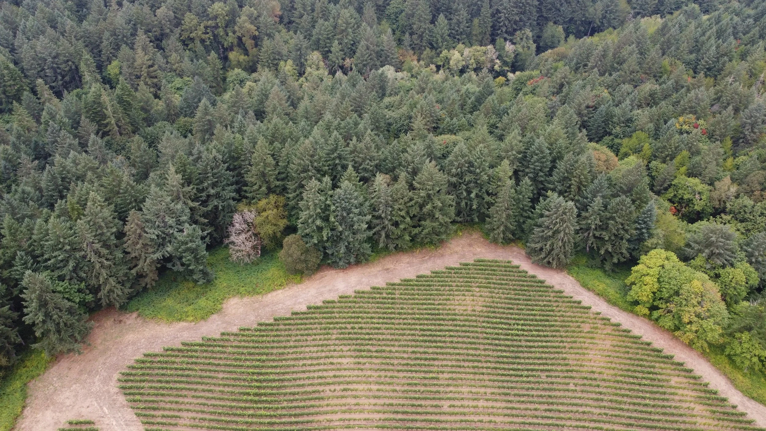 DJI_0264.jpeg