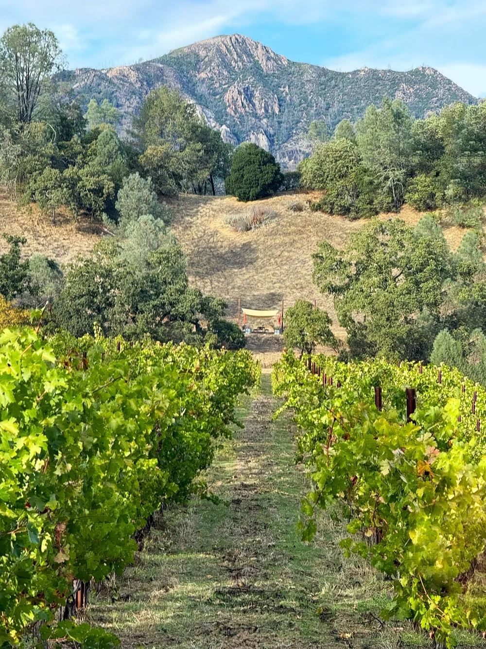 Buy_Sale_Napa_Calistoga_Cabernet_Sauvignon_Grapes_Juice_Must