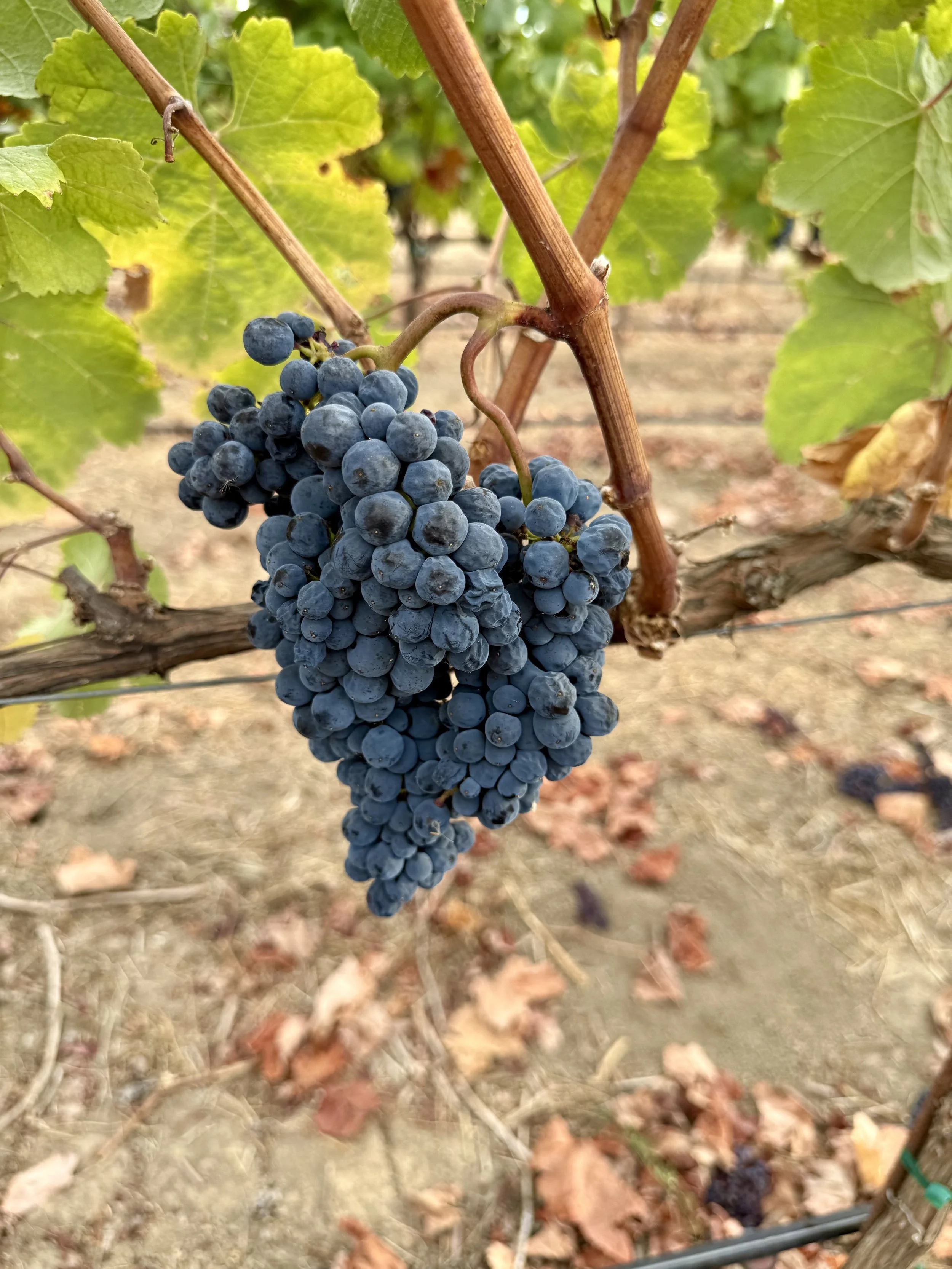 Deep blue-black 2026 Tannat grape cluster growing at Heritage Vineyard in Rutherford, Napa Valley