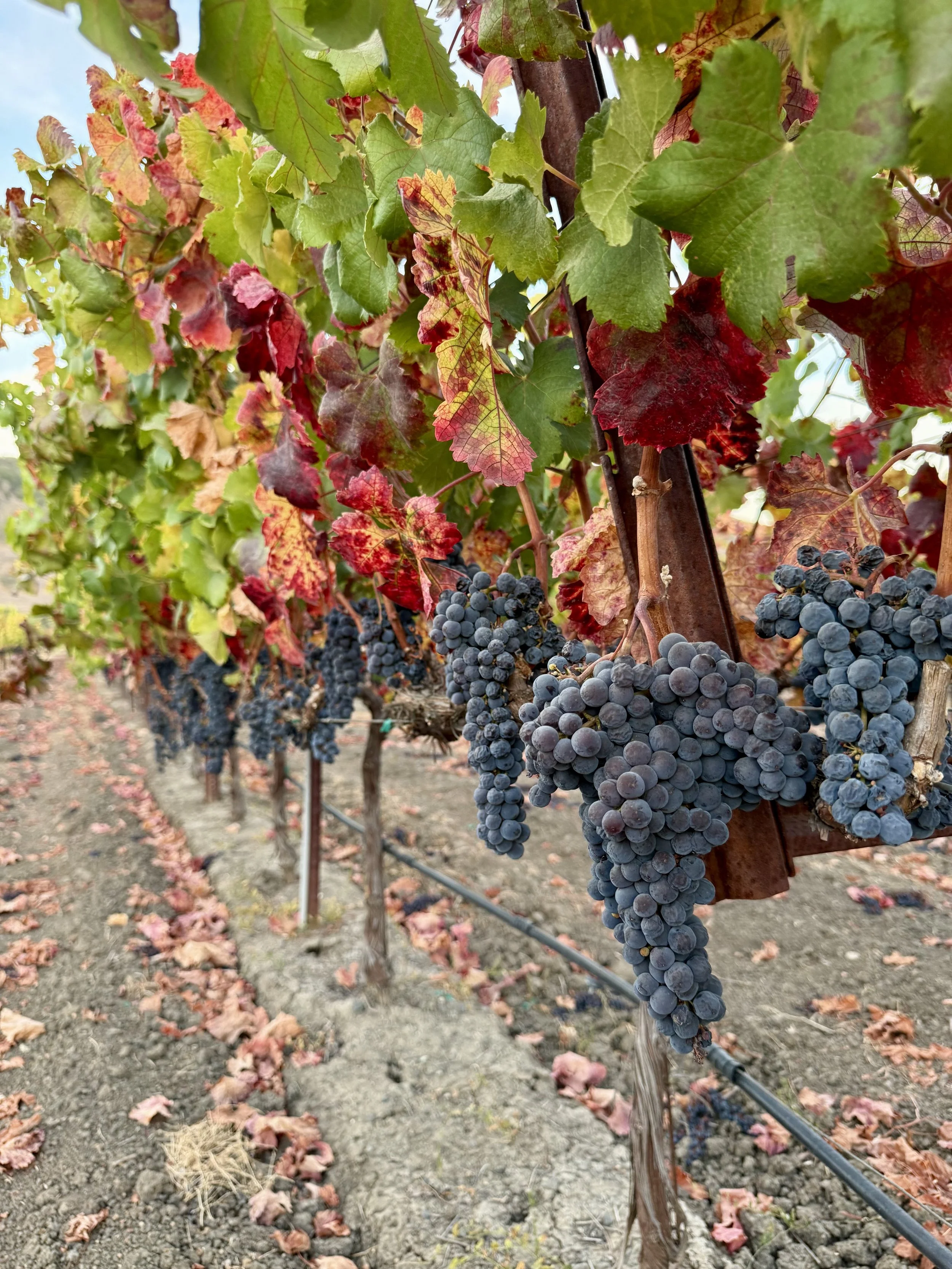 Pre-Order 2026 Merlot – Napa Valley, Rutherford AVA Grape Must