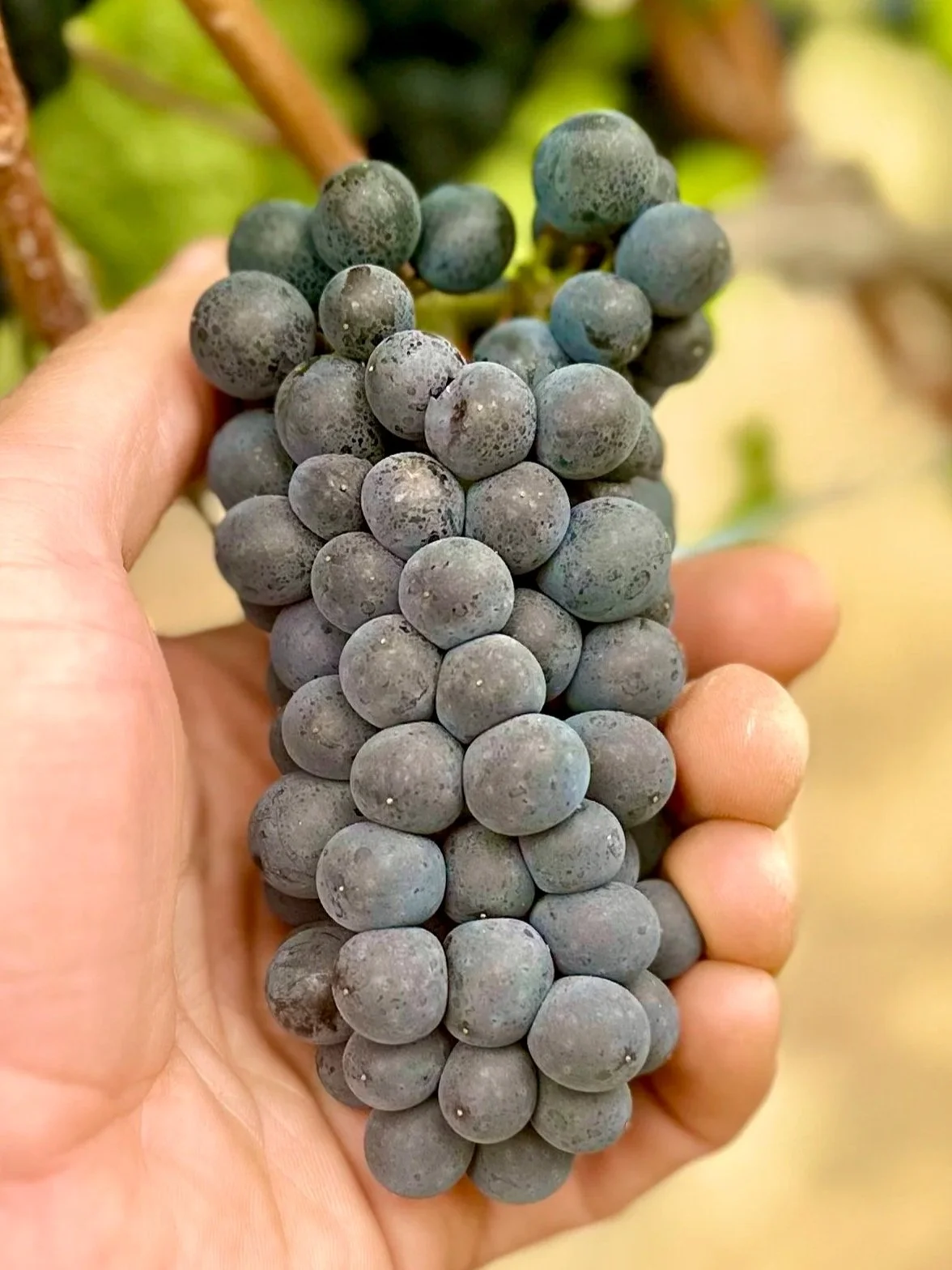 Pre-Order 2025 Pinot Noir – Willamette Valley, Ribbon Ridge AVA Grape Must