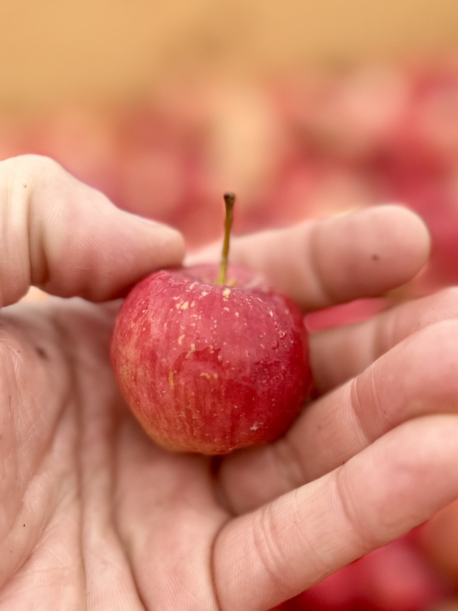 2026 Cider Apple Juice, Wickson Crab Apple Blend, Willamette Valley