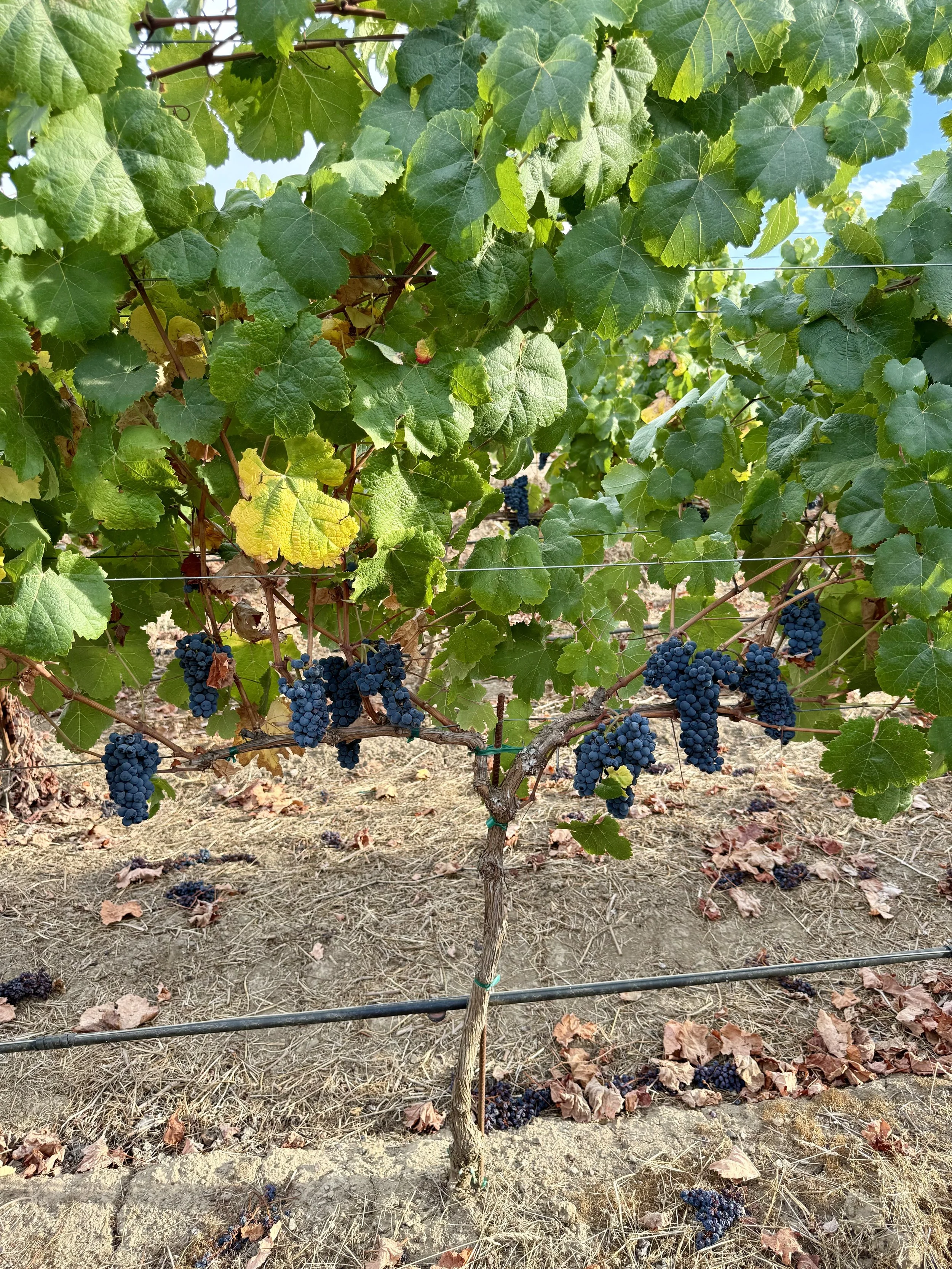 2026 Tannat growing beneath green leaves at Rutherford vineyard