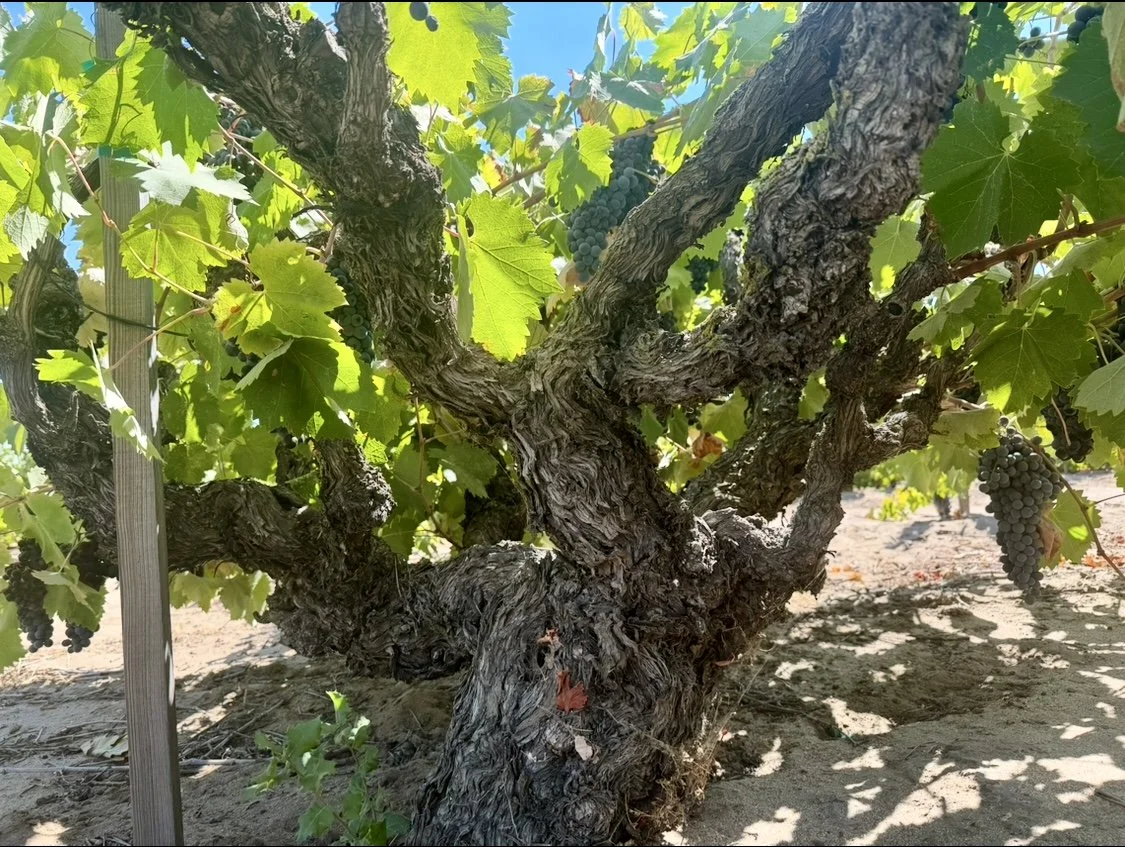 Pre-Order 2025 Palomino – Contra Costa Ancient Vine Frozen Grape Must