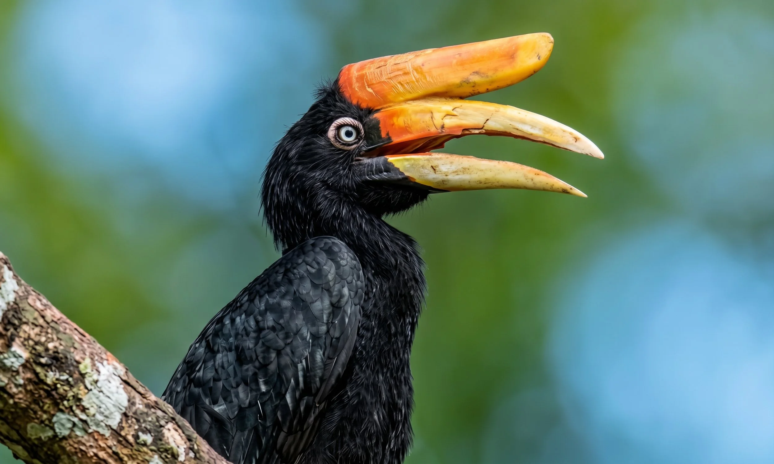 Separation has its benefits — as the rhinoceros hornbill knows.