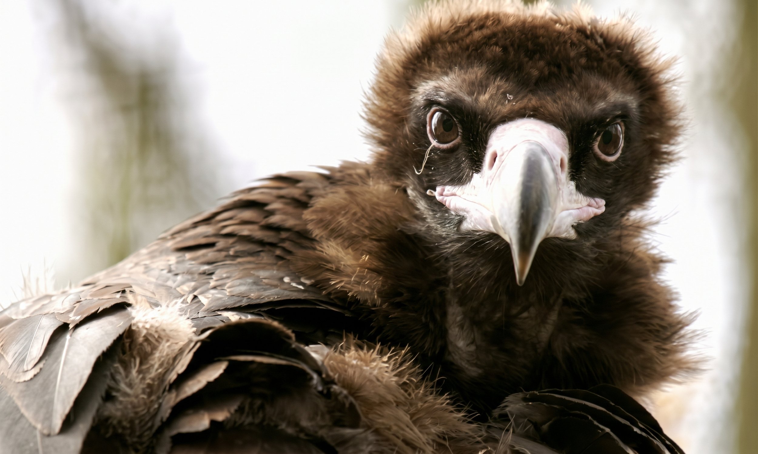 To black vultures, infidelity doesn't come without consequences.