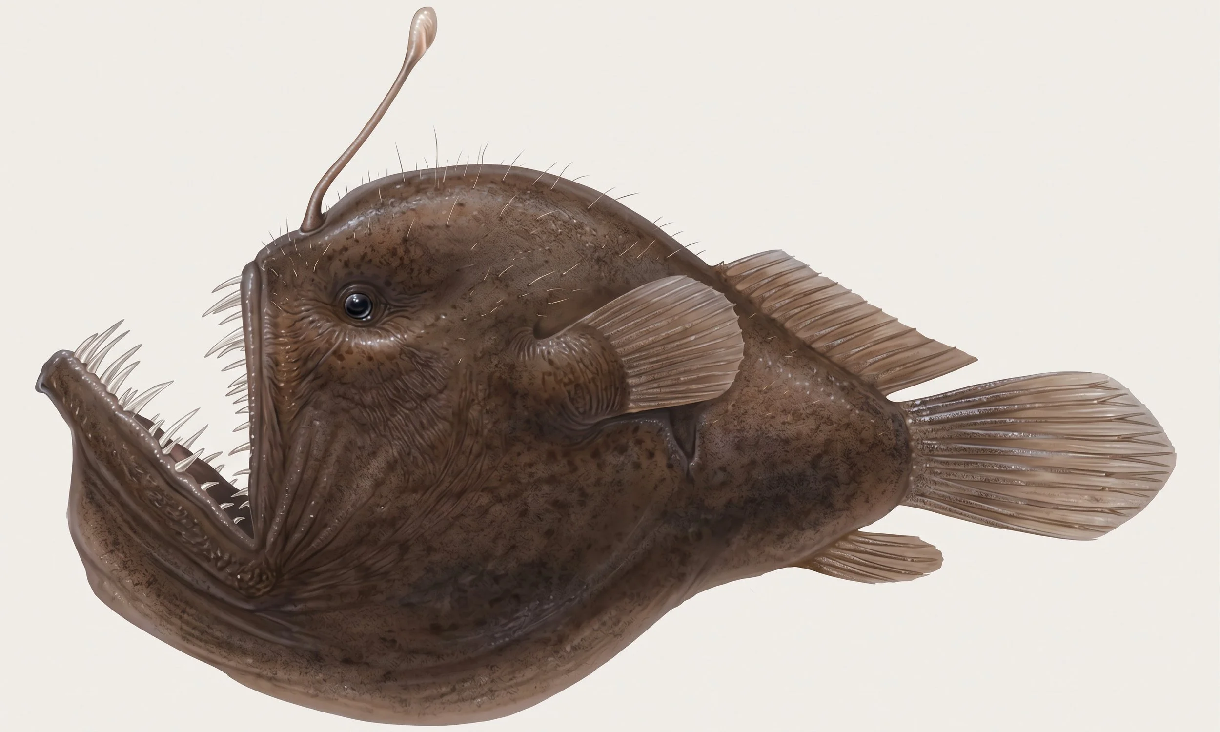 The anglerfish can teach us a thing or two about finding our other half.