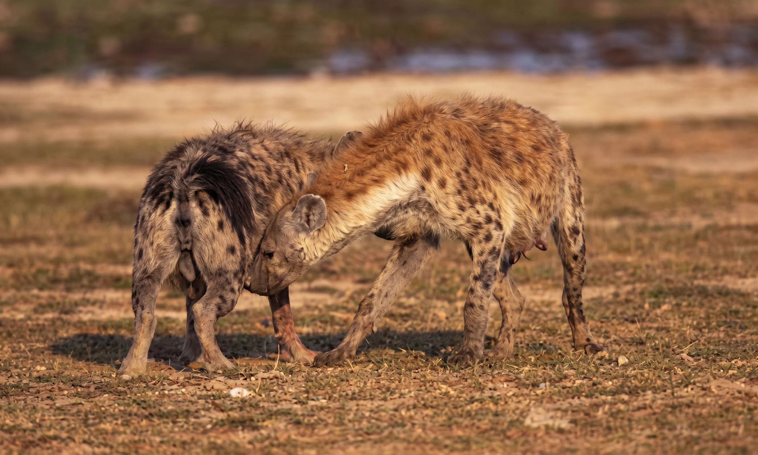 For the spotted hyena, finding a mate is no laughing matter.
