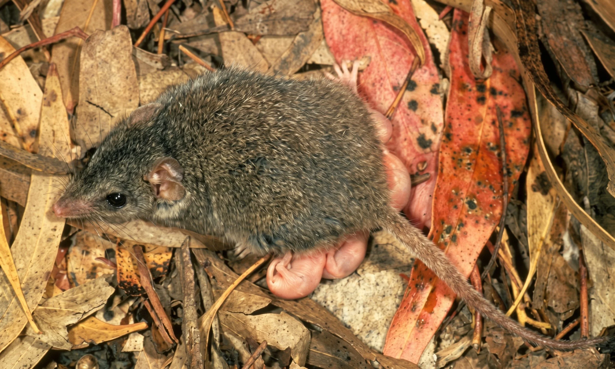 Like the male antechinus mouse, the oversexed often fail to find love.