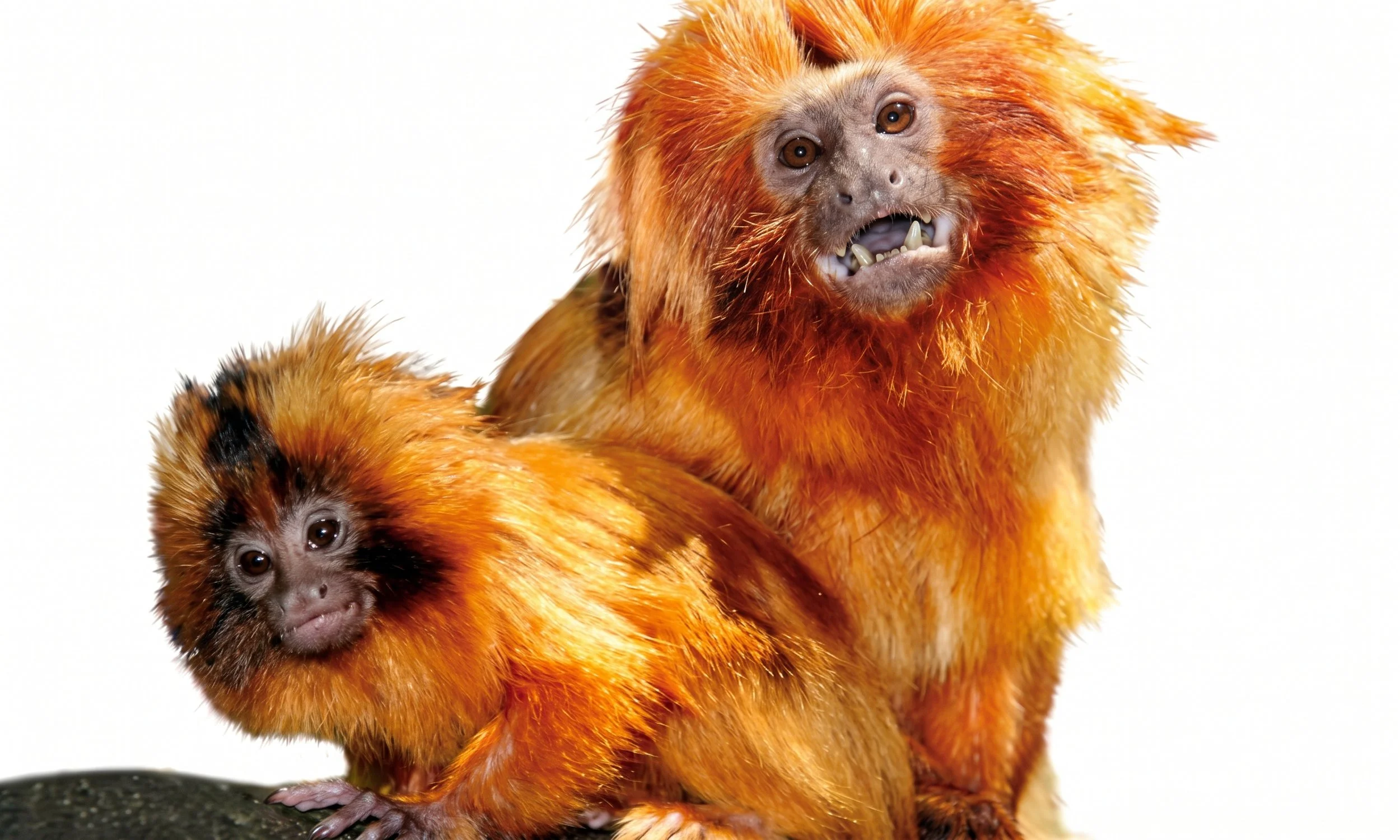 A lousy lesson on intimacy from a primate.