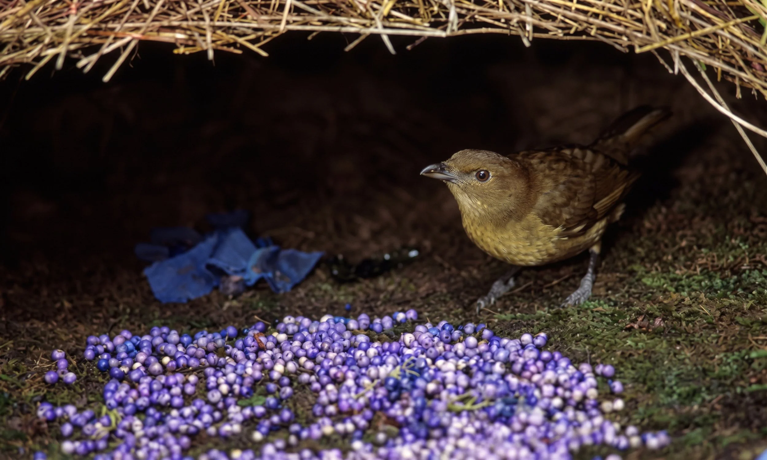 Take a lesson in DIY from the male bowerbird, which elaborately decorates its nest to seduce its mate.