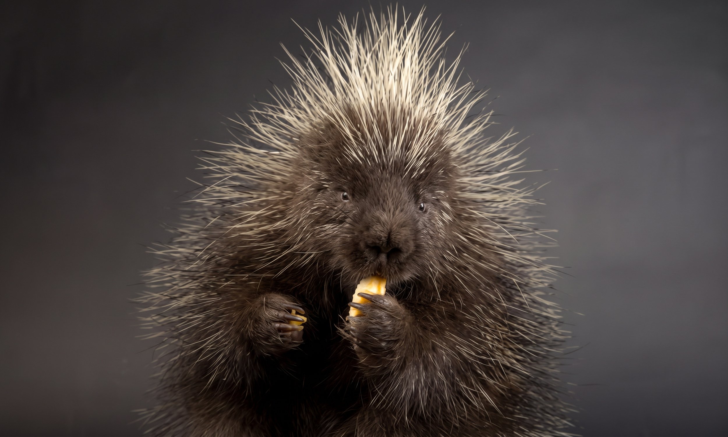 Whatever your species, sexual rejection can be a prickly issue.
