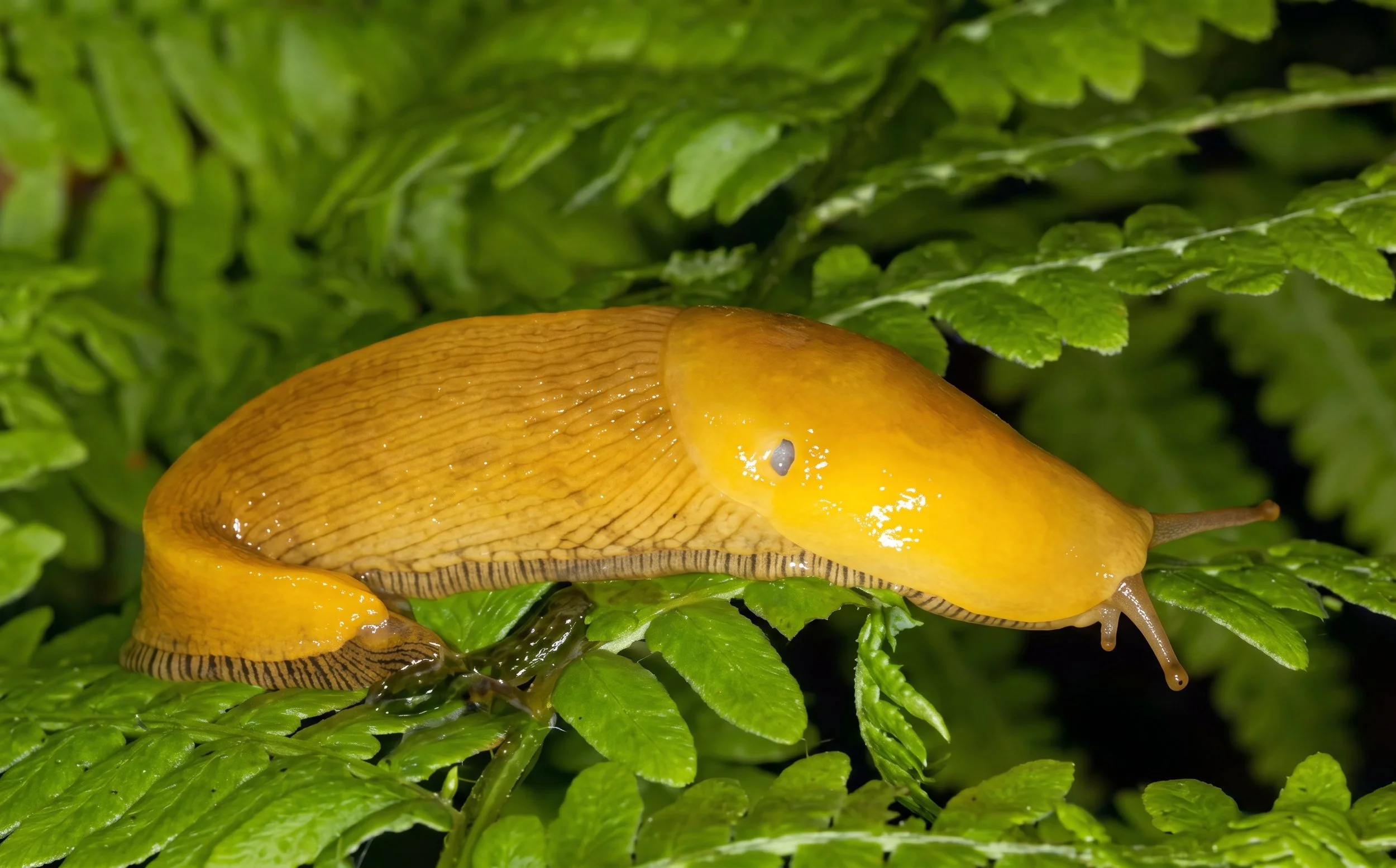 If you are worried that size matters, take a lesson from the banana slug.