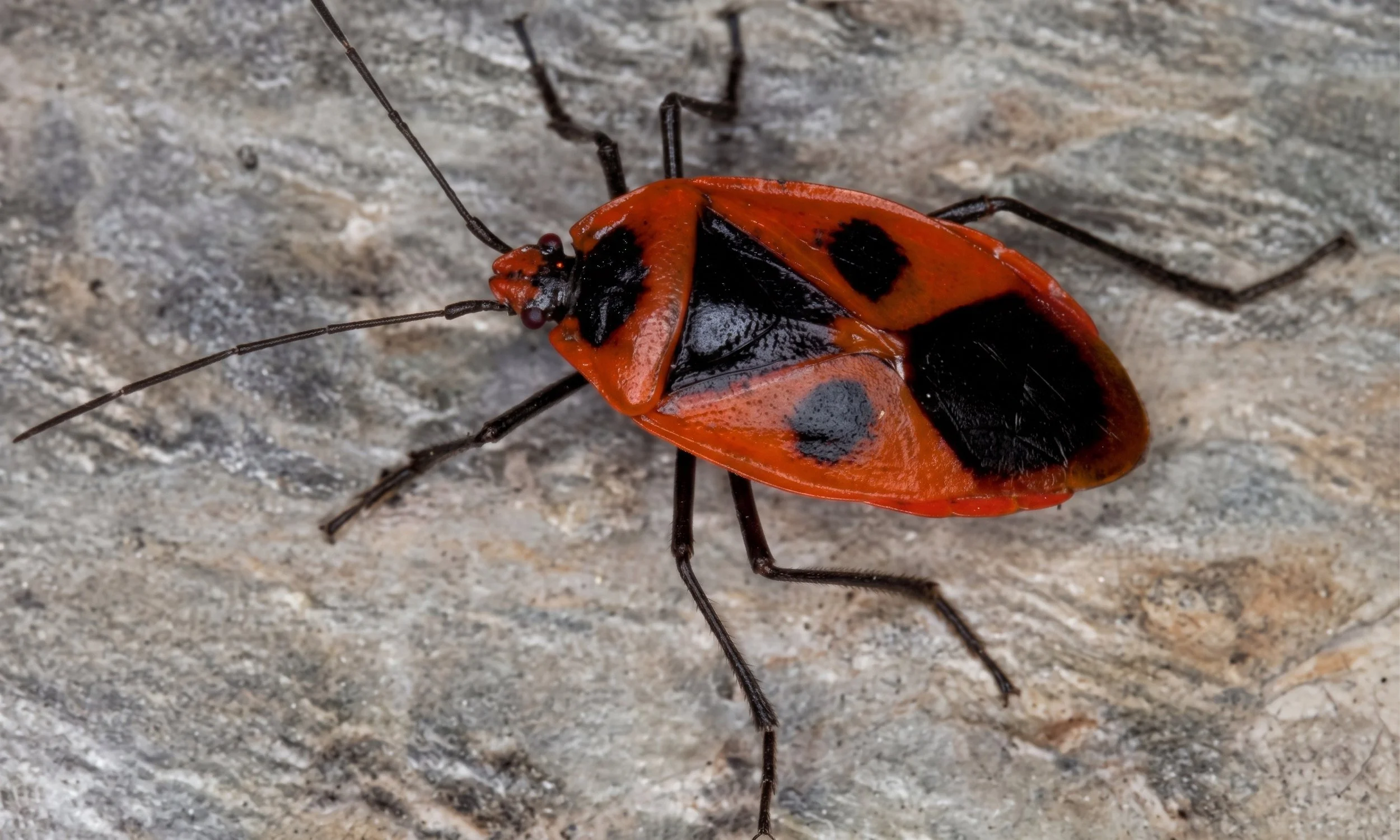 Being a single mother isn't easy, especially for the Japanese red bug.