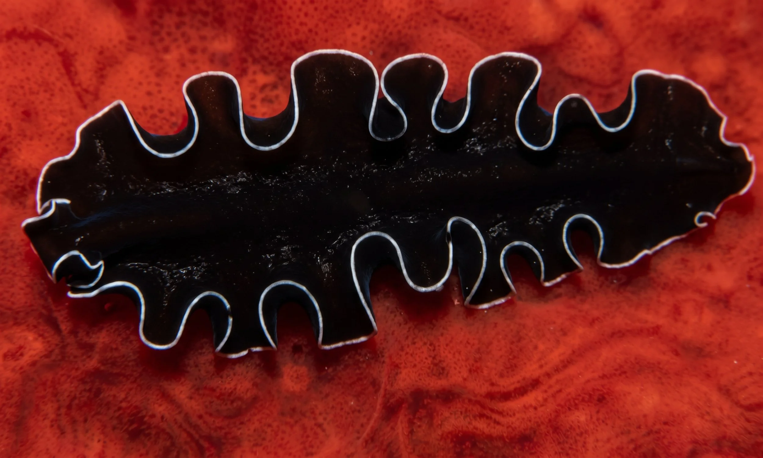 The marine flatworm loves and hates its mate – like some of us.