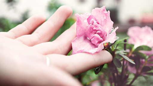 light_contact_rose.png