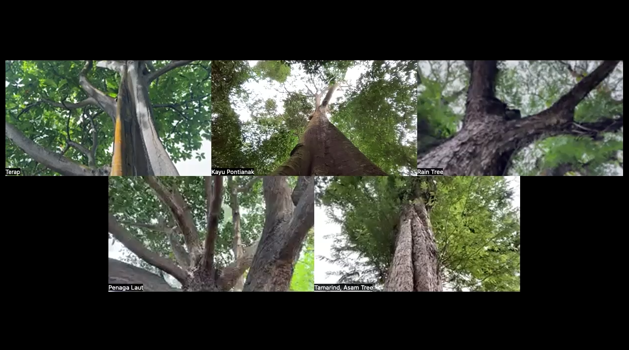 Heritage Tree Conferences