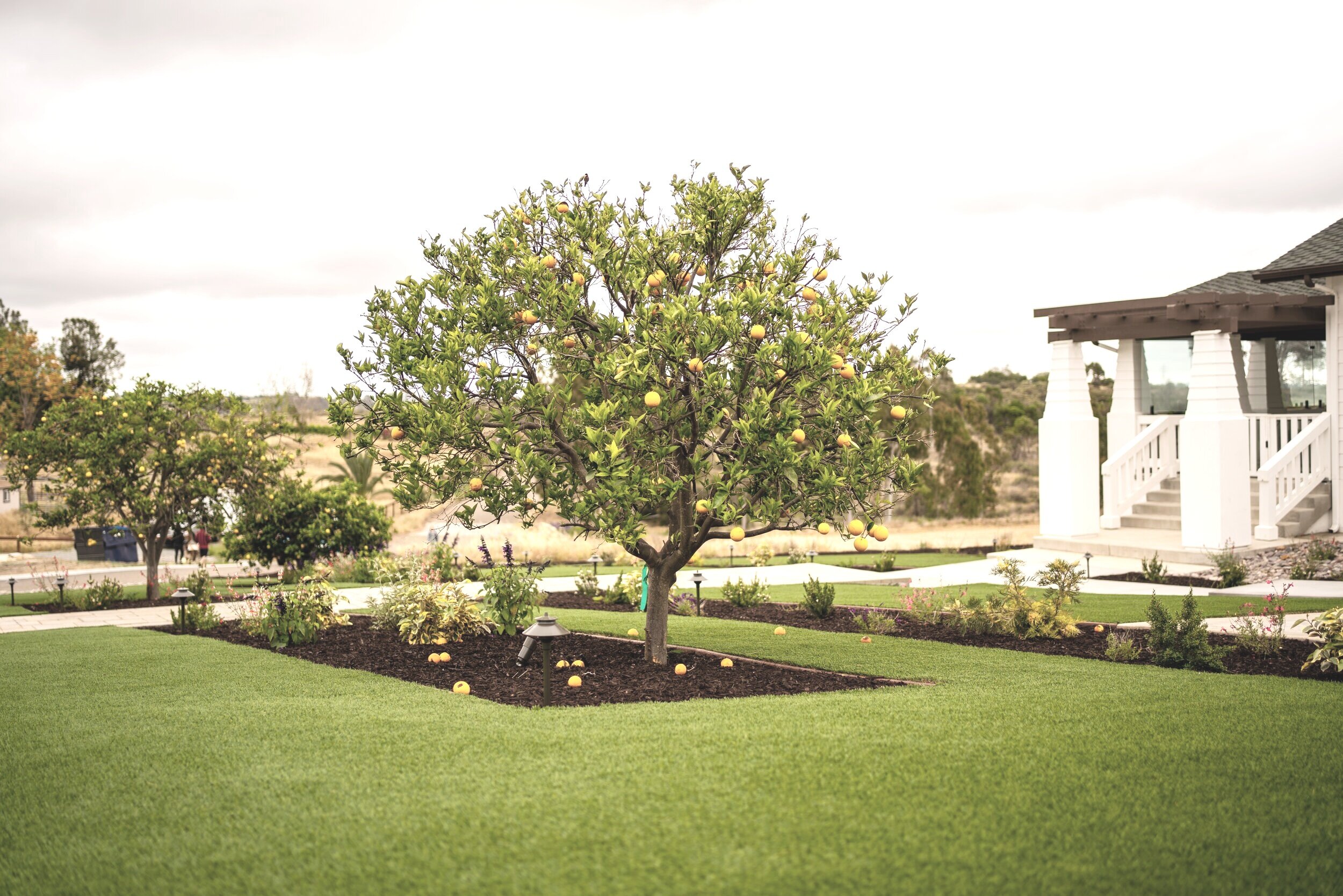 Contemporary Front Yard - Rancho Santa Fe, California