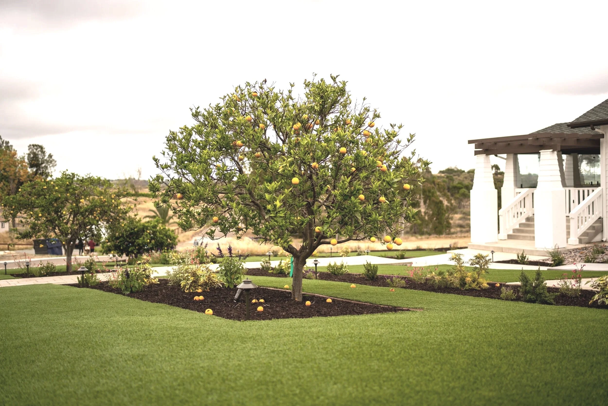 Mature Tree as a Focal Point