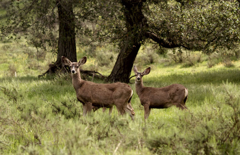 NCCP Reserve, California – Habitat Conservation &amp; Wildlife Corridor