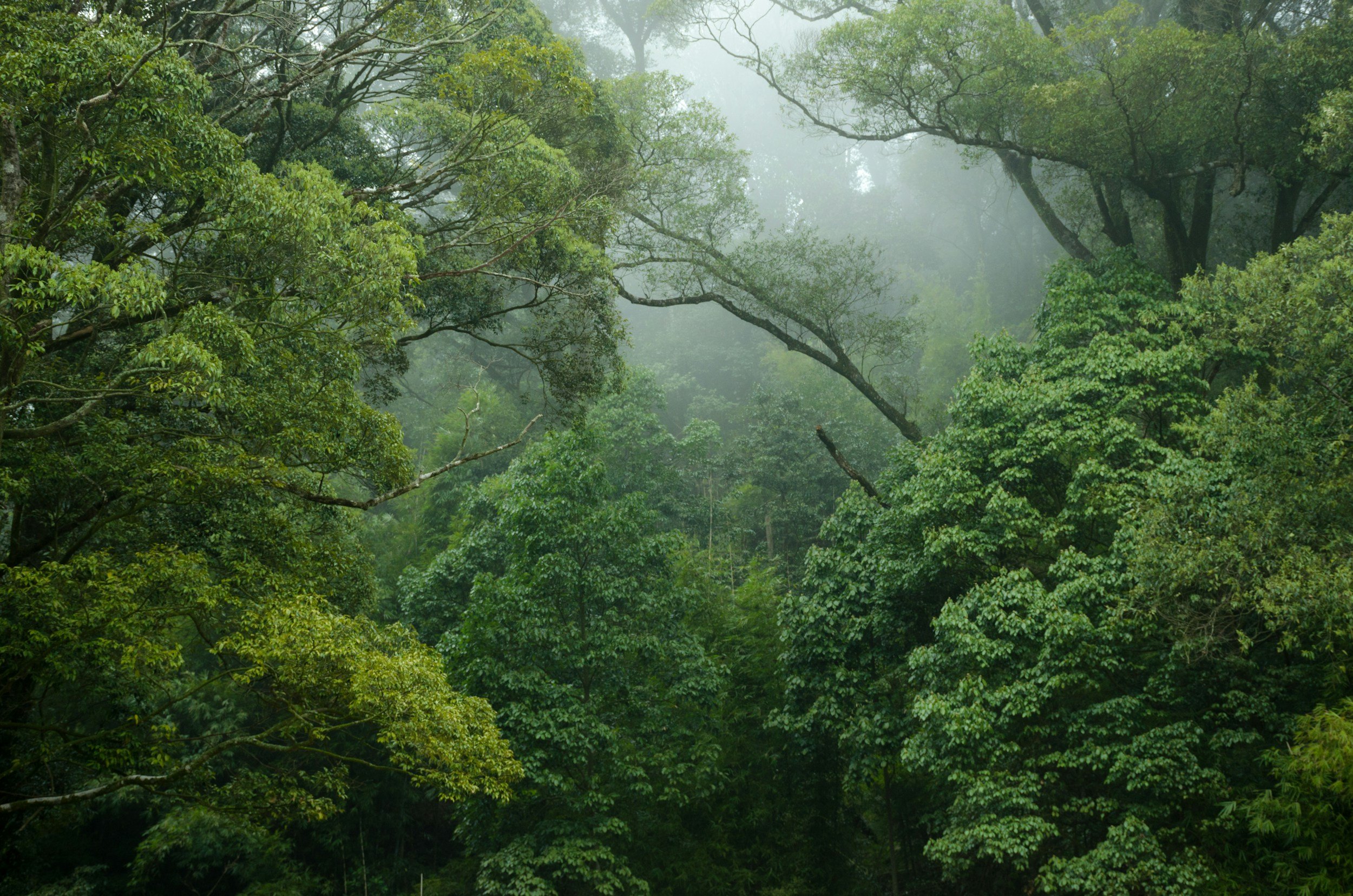 A lush green forest with dense foliage and mist covering the treetops.