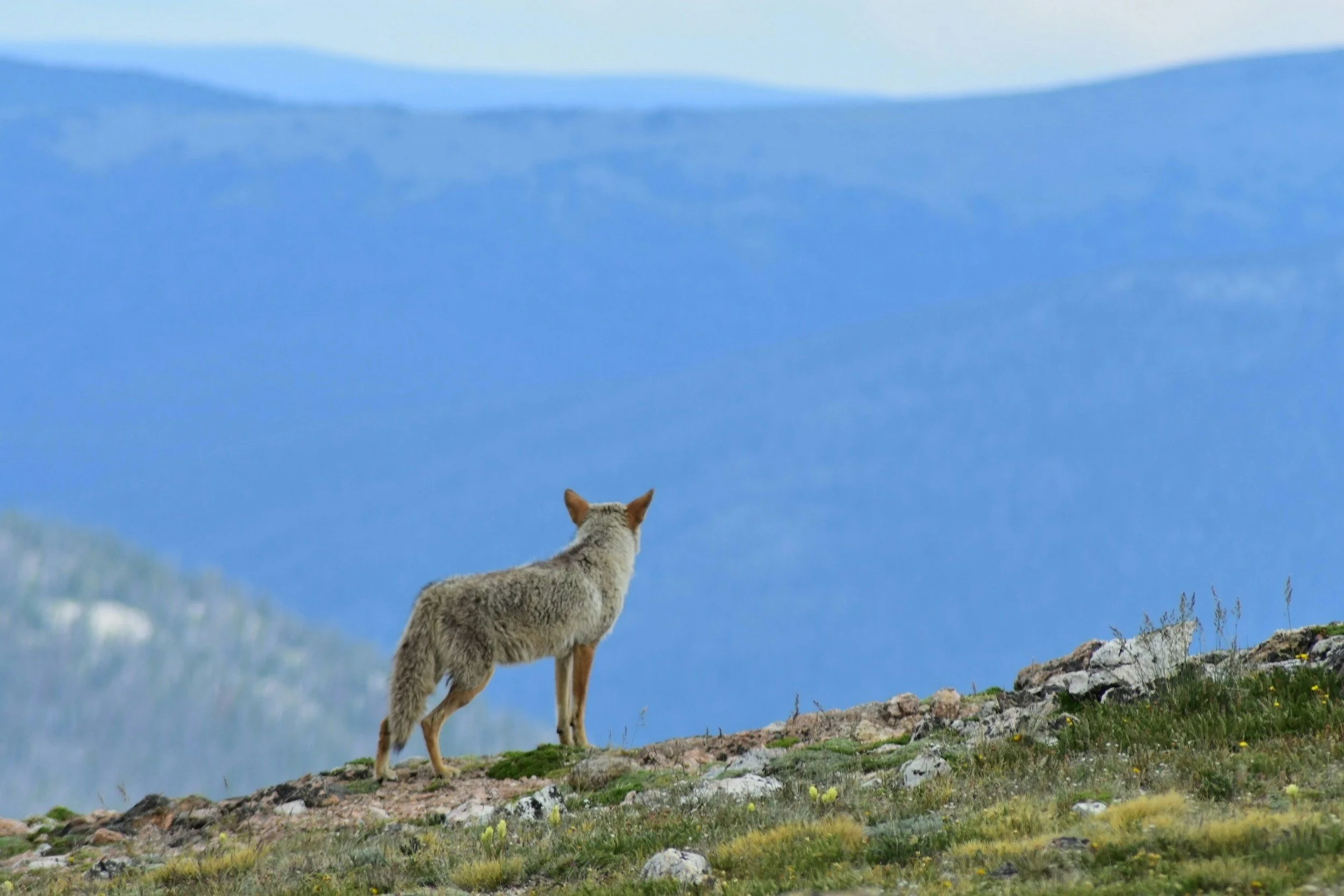 Wildlife, Biodiversity, and the Future of Landscape Design in San Diego, Southern California