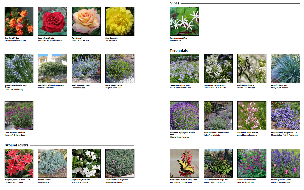 Pollinator-Supportive Perennials, Vines and Groundcovers