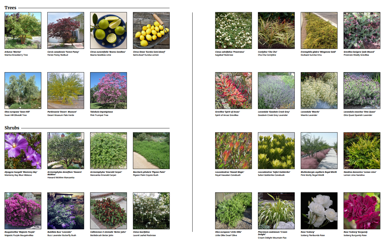 Tree and Shrub Palette for a Climate-Responsive California Garden